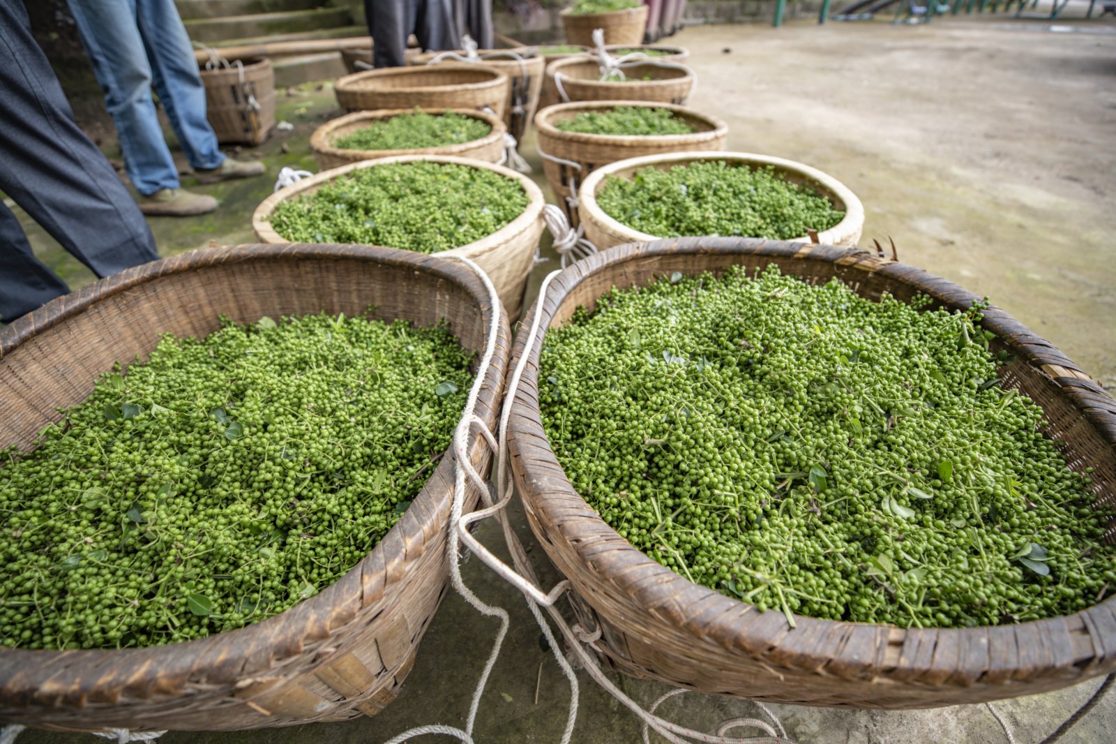 5月22日，在重慶市璧山區廣普鎮大石塔村，村民採摘的新鮮青花椒等待出售。（新華社）