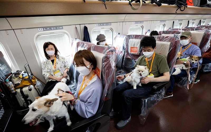 當地時間21日,日本長野縣,列車上狗狗和主人同行。 當地時間21日,日本長野縣,列車上狗狗和主人同行。