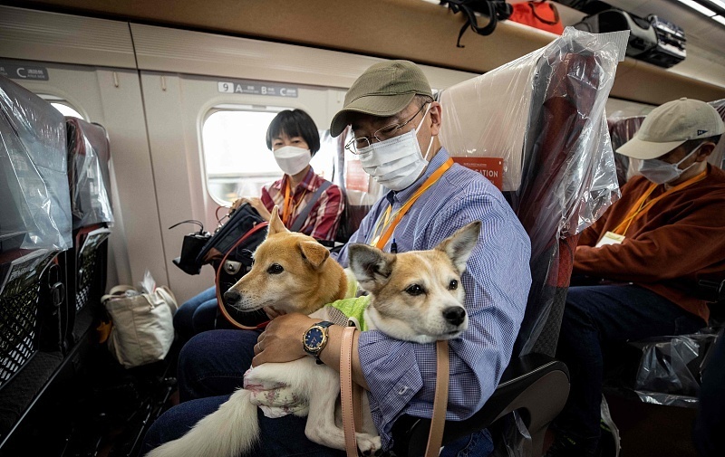 當地時間21日,日本長野縣,列車上狗狗和主人同行。 當地時間21日,日本長野縣,列車上狗狗和主人同行。