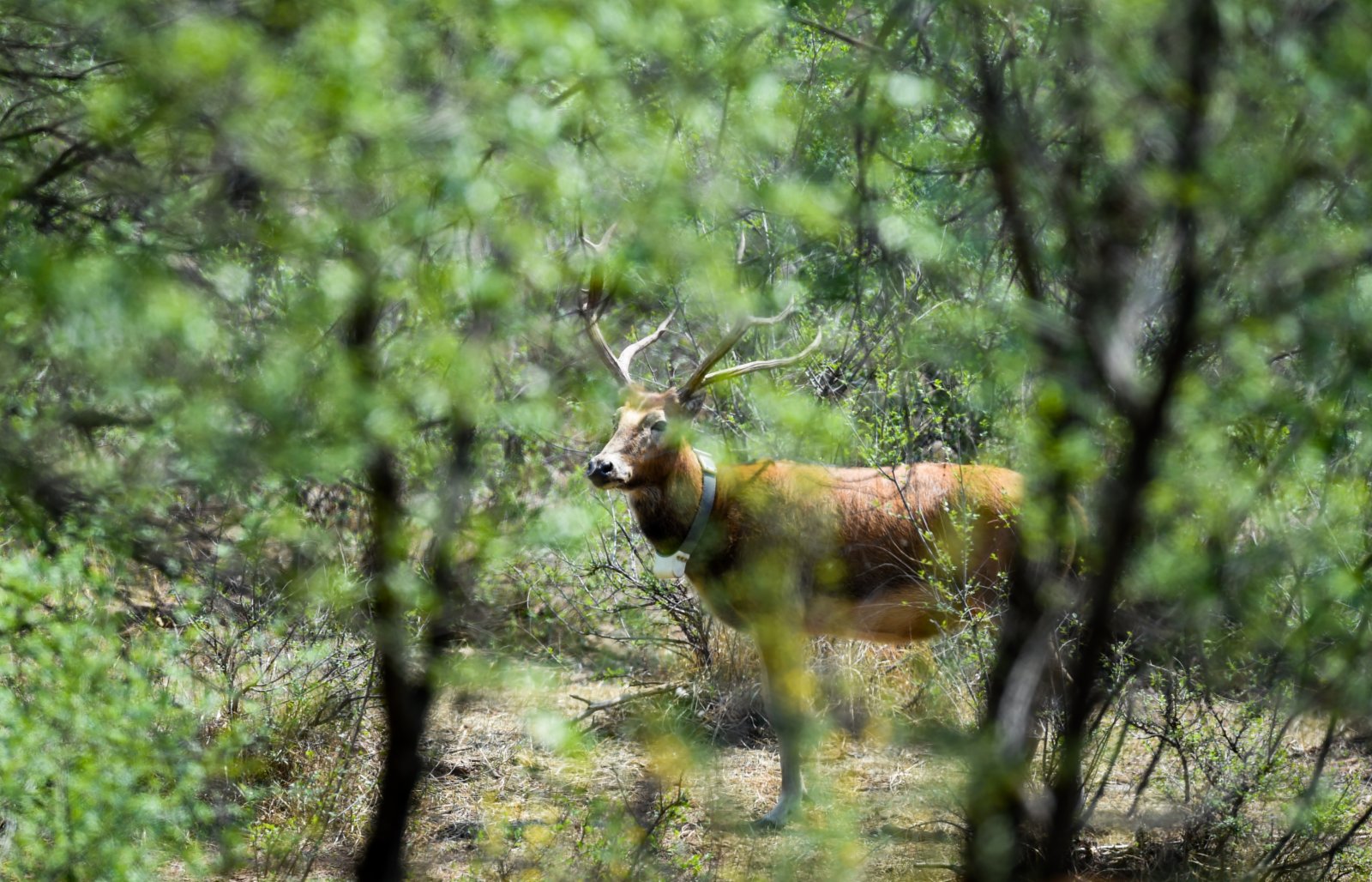 5月23日在內蒙古大青山國家級自然保護區拍攝的麋鹿。
