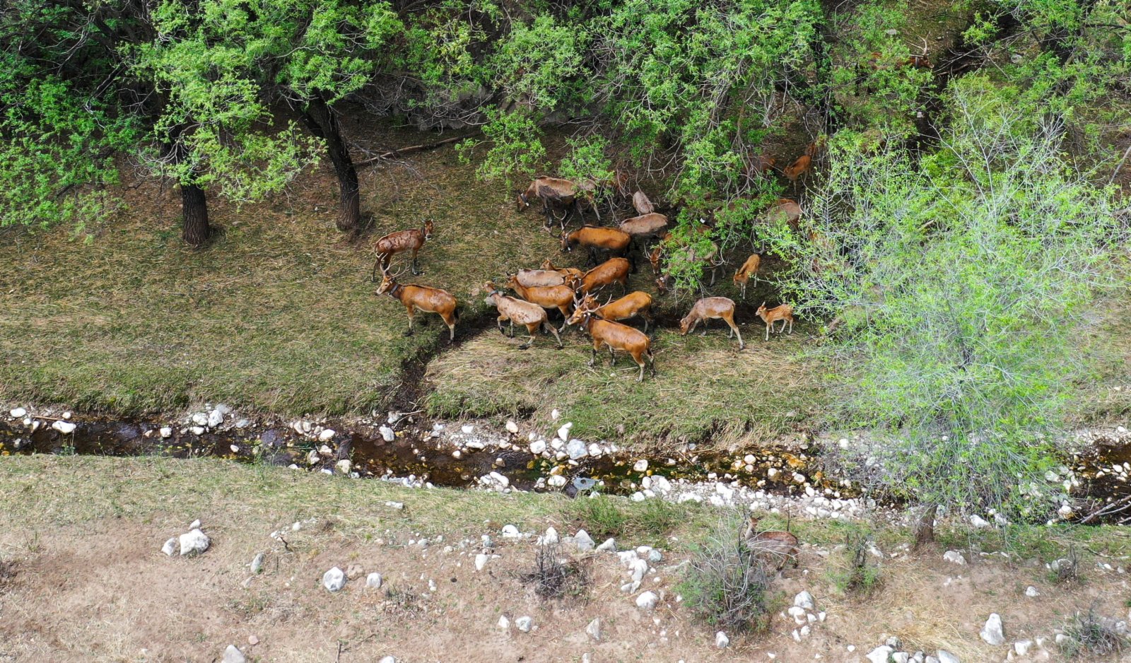 5月23日，在內蒙古大青山國家級自然保護區，麋鹿在溪邊覓食（無人機照片）。