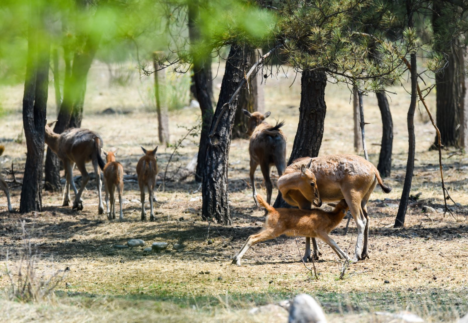 5月23日，在內蒙古大青山國家級自然保護區，一隻母麋鹿在餵養小麋鹿。