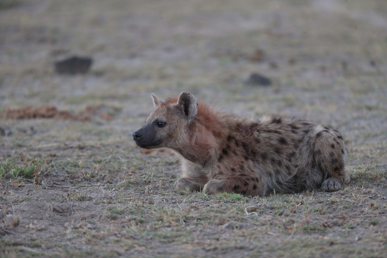 這是6月12日在肯尼亚安博塞利國家公園拍攝的鬣狗。