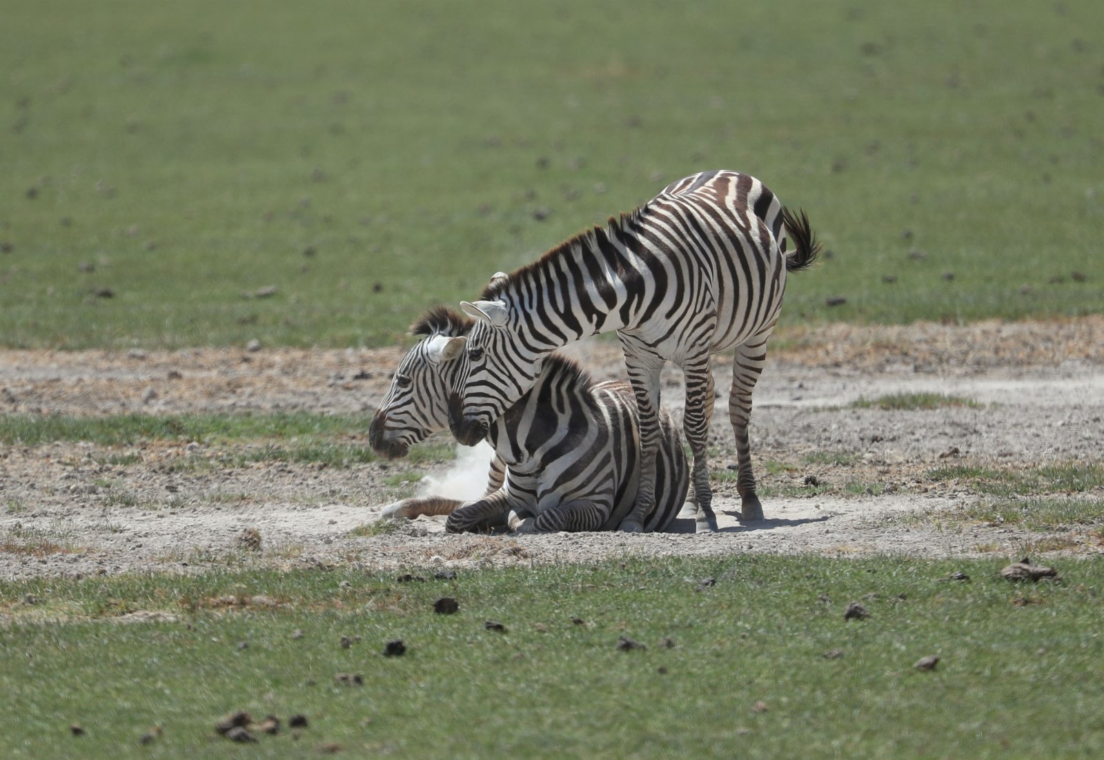 這是6月11日在肯尼亚安博塞利國家公園拍攝的斑馬。
