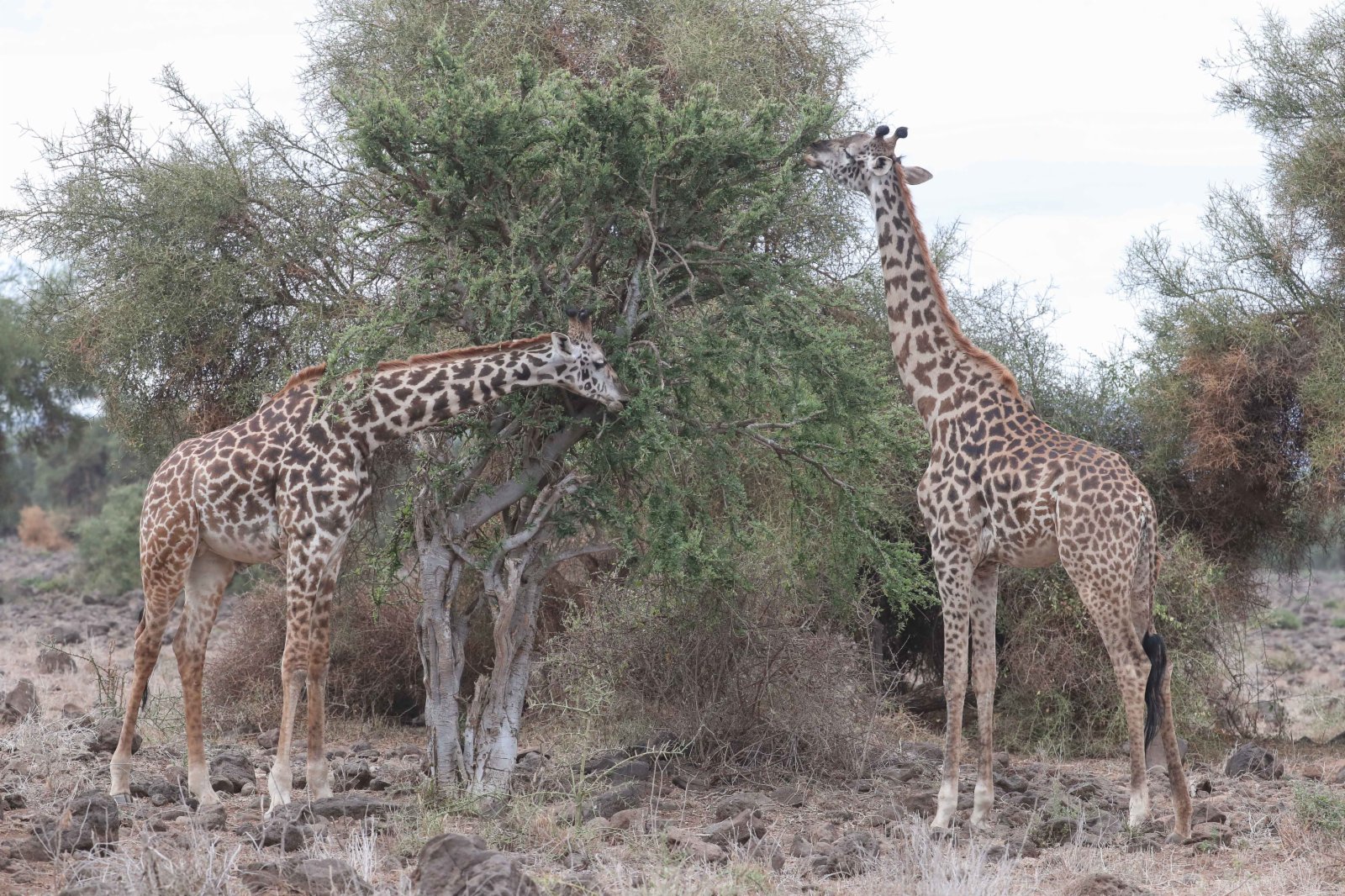 這是6月12日在肯尼亚安博塞利國家公園拍攝的長頸鹿。
