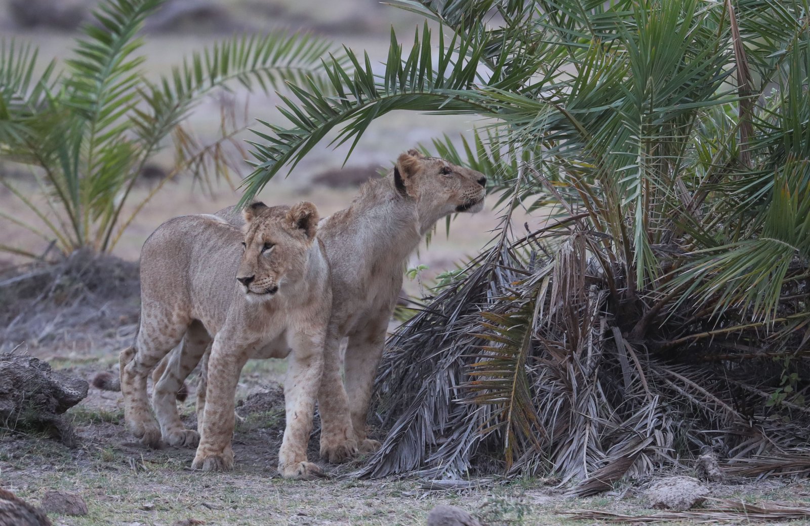 這是6月12日在肯尼亚安博塞利國家公園拍攝的獅子。
