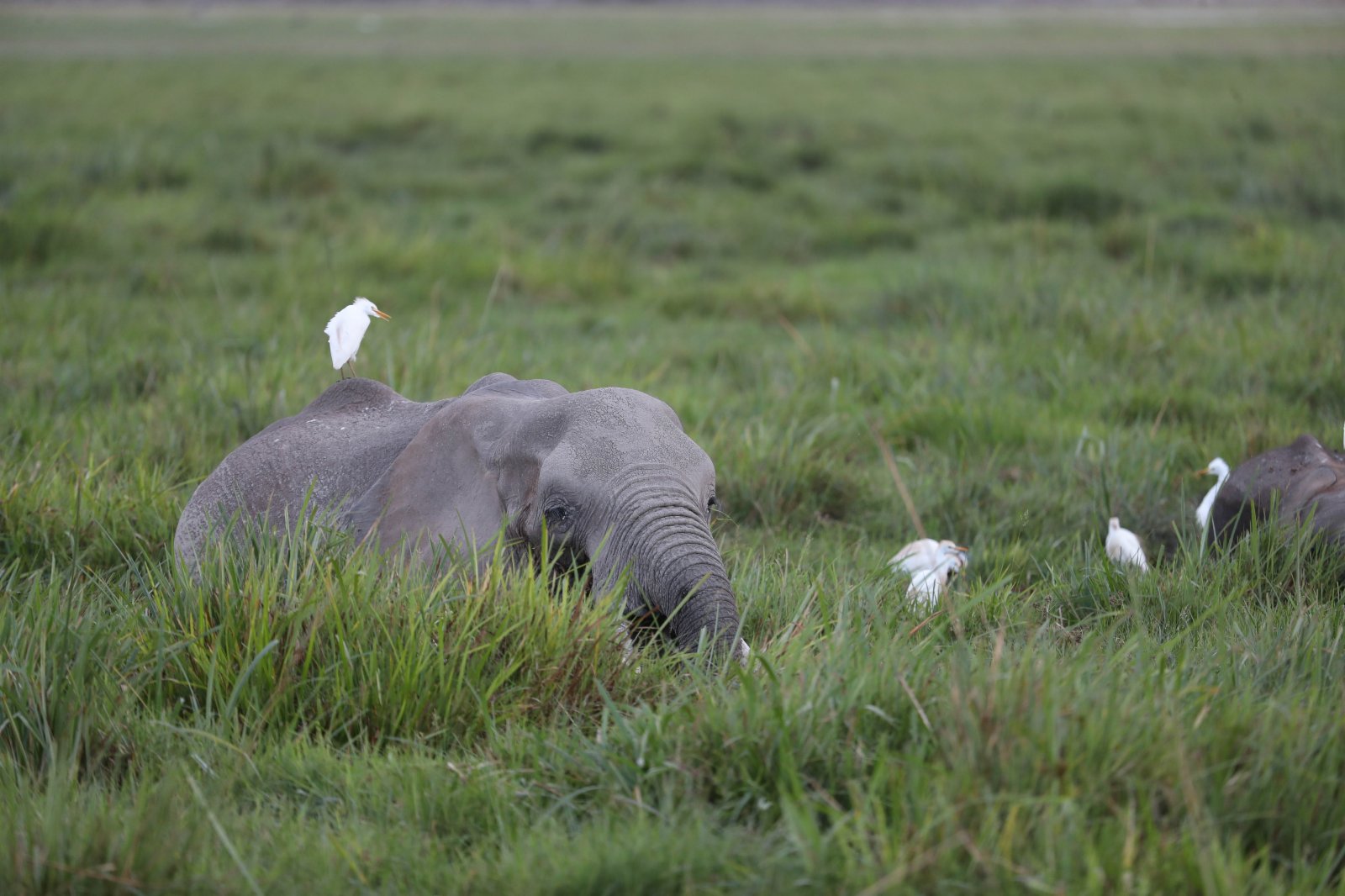 這是6月11日在肯尼亚安博塞利國家公園拍攝的大象。