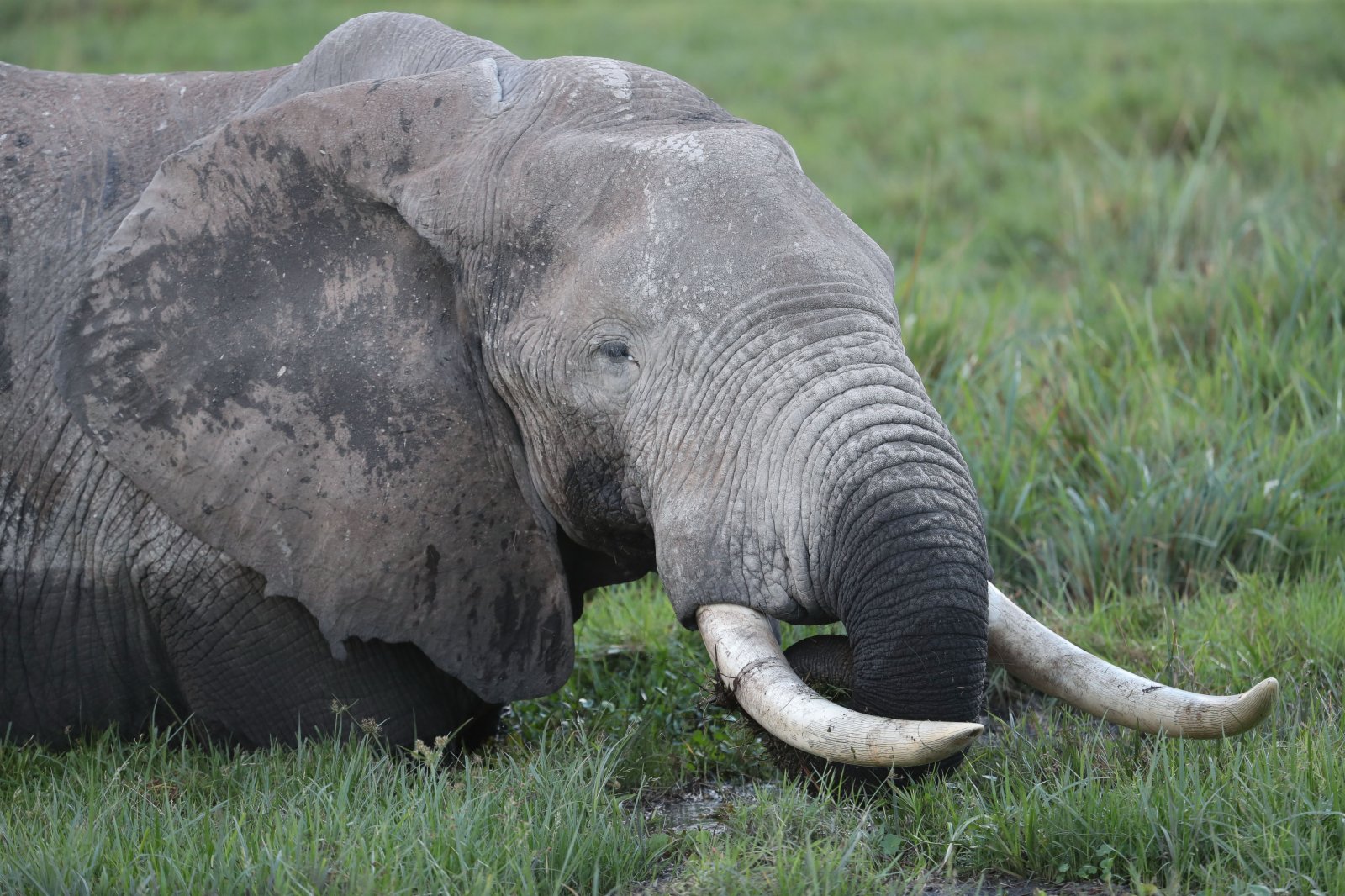 這是6月11日在肯尼亞安博塞利國家公園拍攝的大象。（新華社）