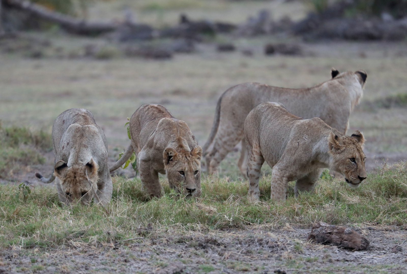 這是6月11日在肯尼亞安博塞利國家公園拍攝的獅群。（新華社）