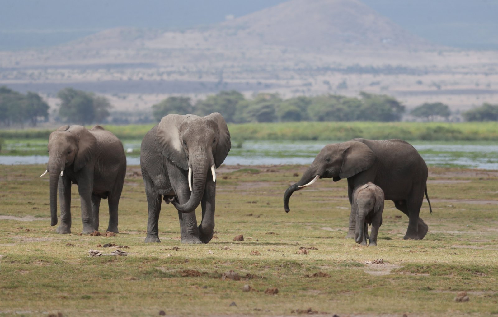 這是6月11日在肯尼亞安博塞利國家公園拍攝的大象。（新華社）
