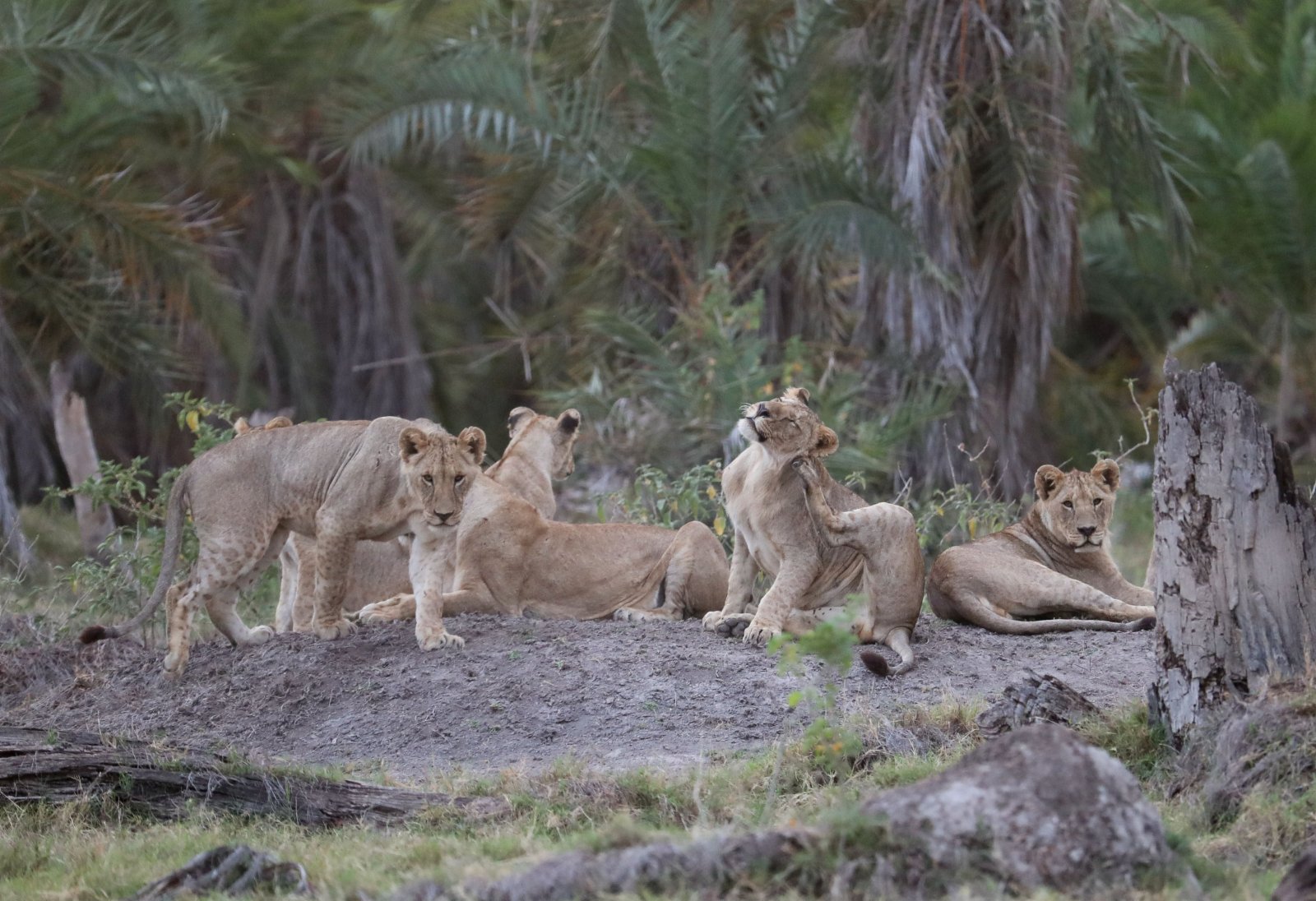 這是6月11日在肯尼亞安博塞利國家公園拍攝的獅群。（新華社）