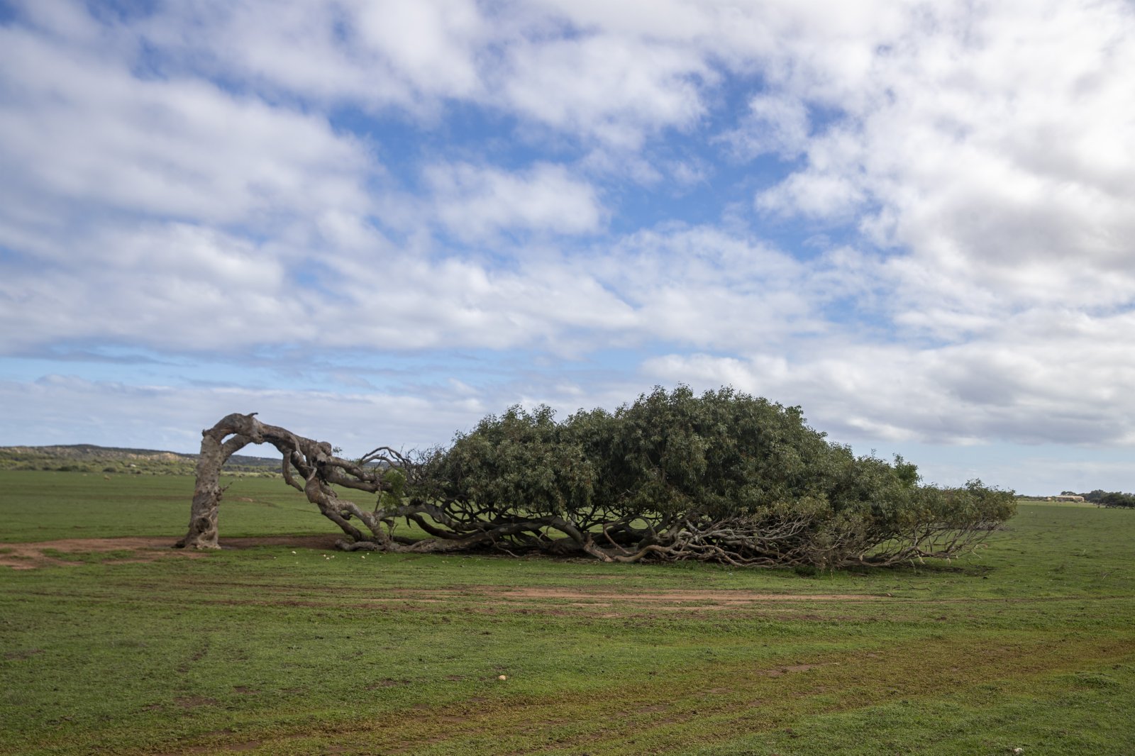 這是6月13日在澳大利亞西澳大利亞州首府珀斯北部一處農場拍攝的造型奇特的樹。