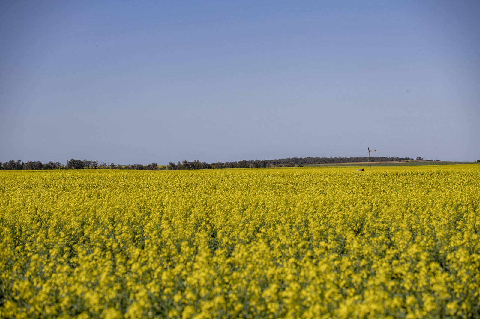 這是6月14日在澳大利亞西澳大利亞州珀斯以北約500公里處拍攝的油菜花田。