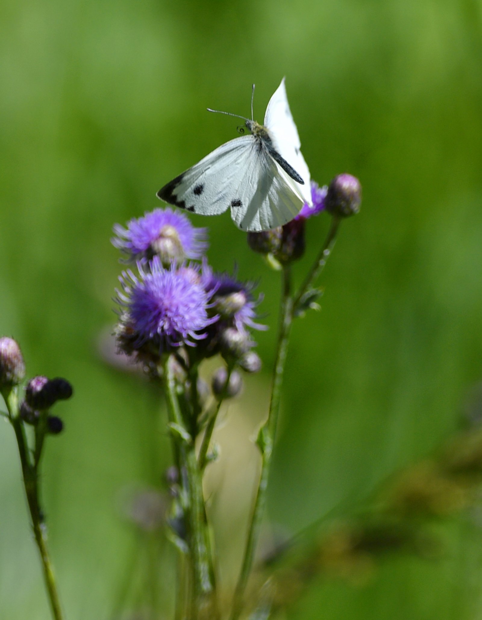 6月21日在拉魯濕地拍攝的蝴蝶。