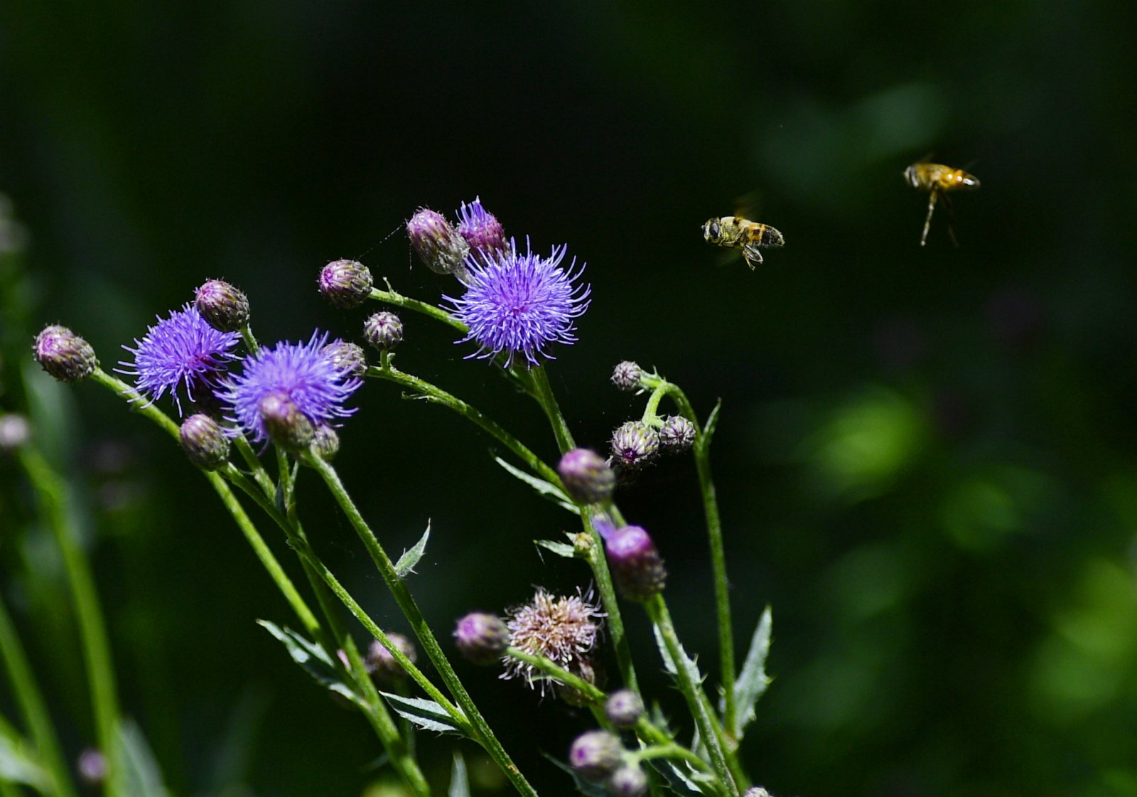 蜜蜂在拉魯濕地的花叢中。