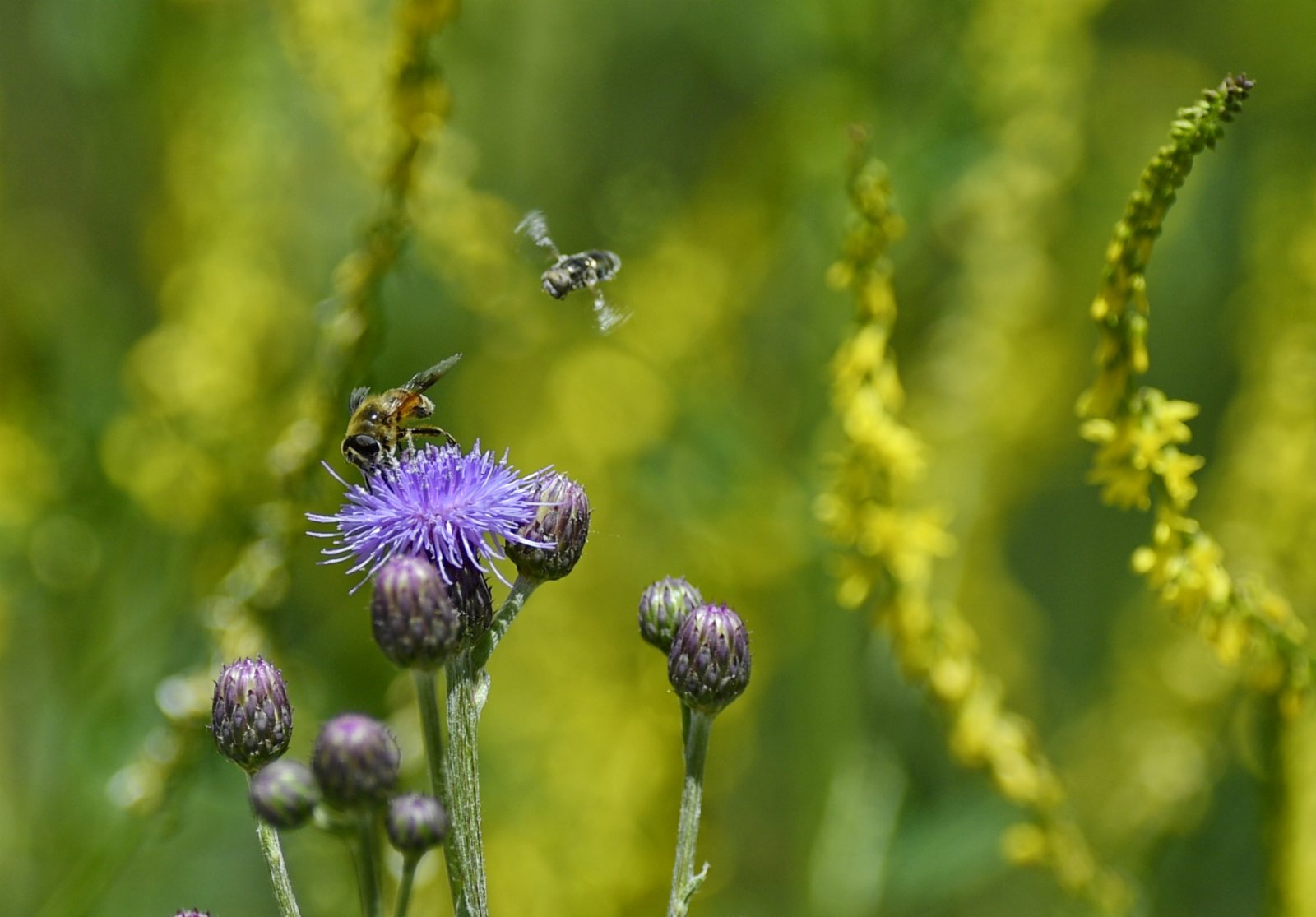 蜜蜂在拉魯濕地的花叢間。