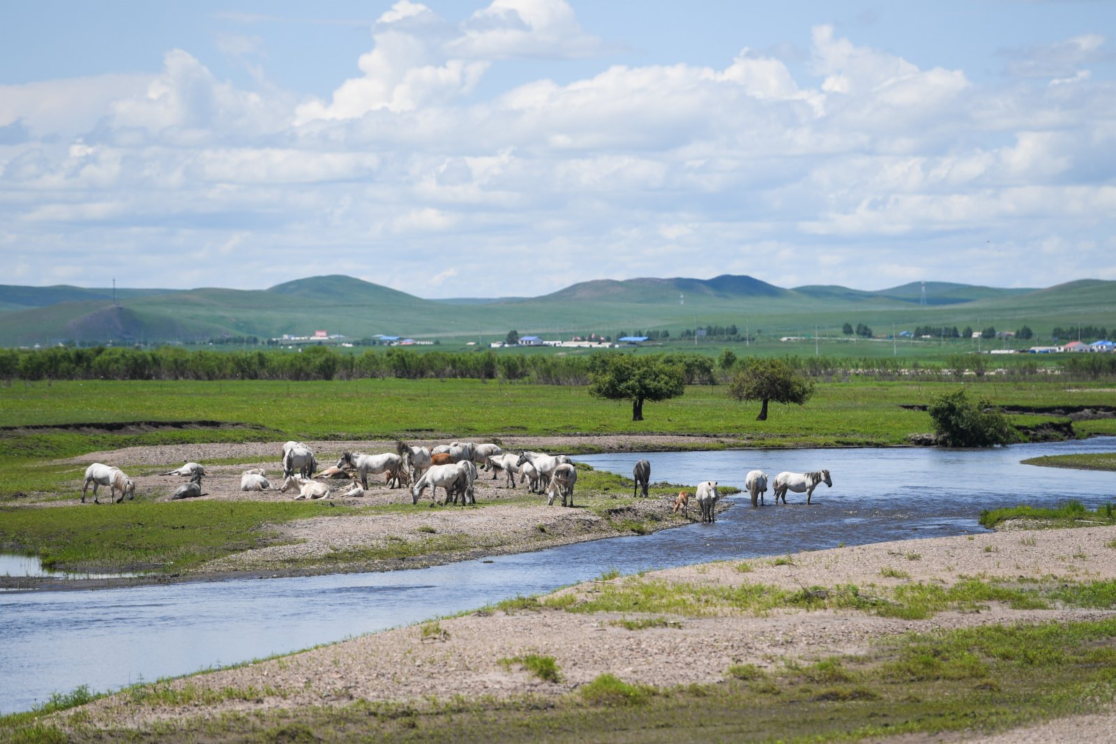 這是6月23日拍攝的烏蘭毛都草原上的牧群。（新華社）
