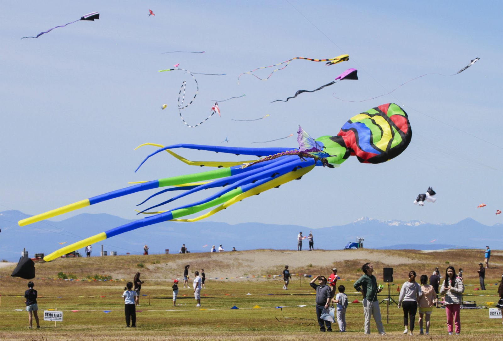 人們欣賞放飛的風箏。
