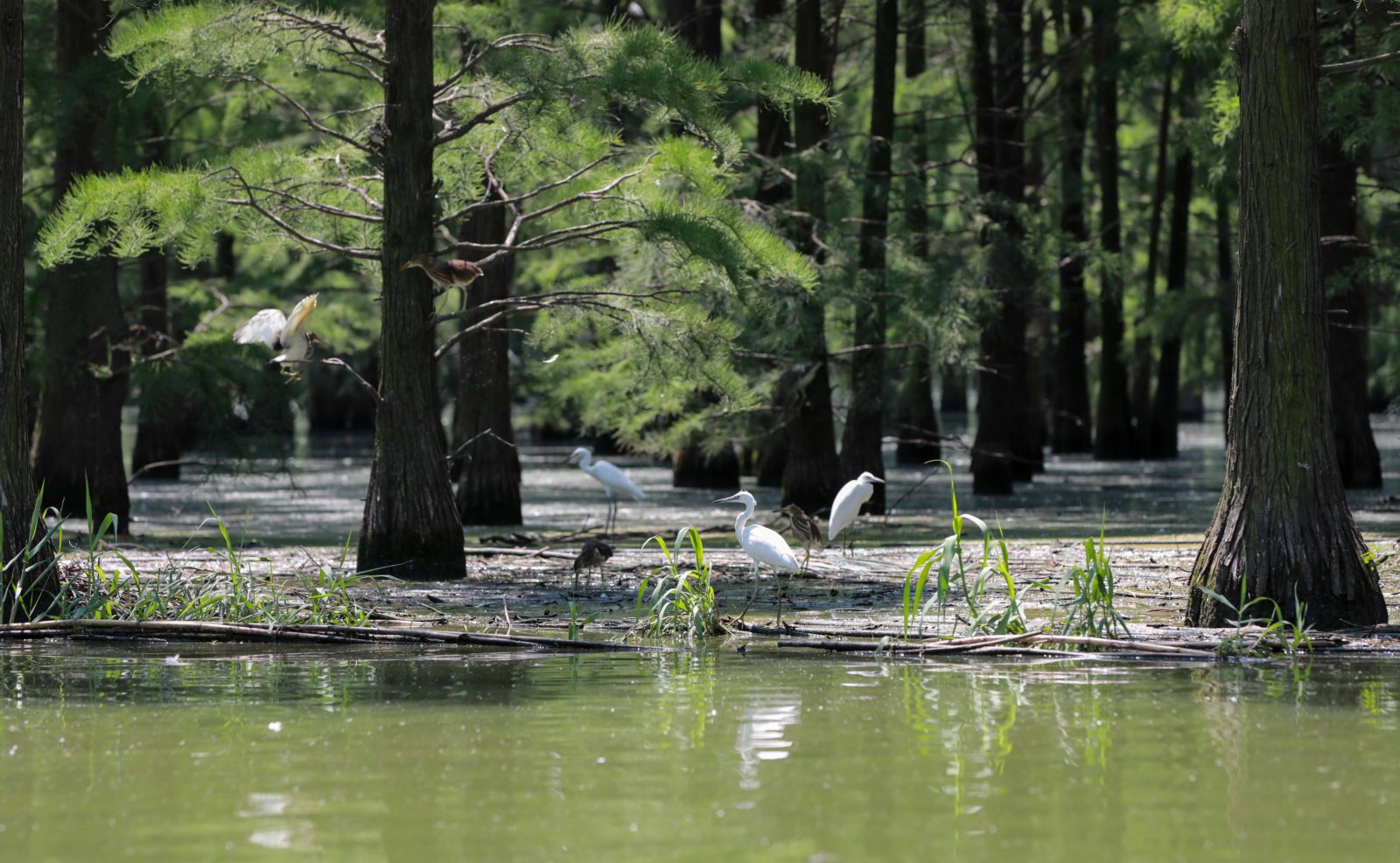 6月25日在安徽省滁州市來安縣雷官鎮拍攝的池杉湖國家濕地公園內的鳥兒。