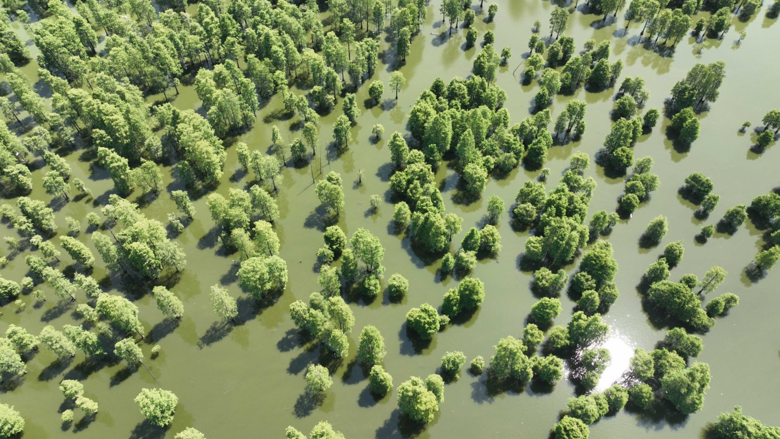 在安徽省滁州市來安縣雷官鎮拍攝的池杉湖國家濕地公園（6月25日攝，無人機照片）。