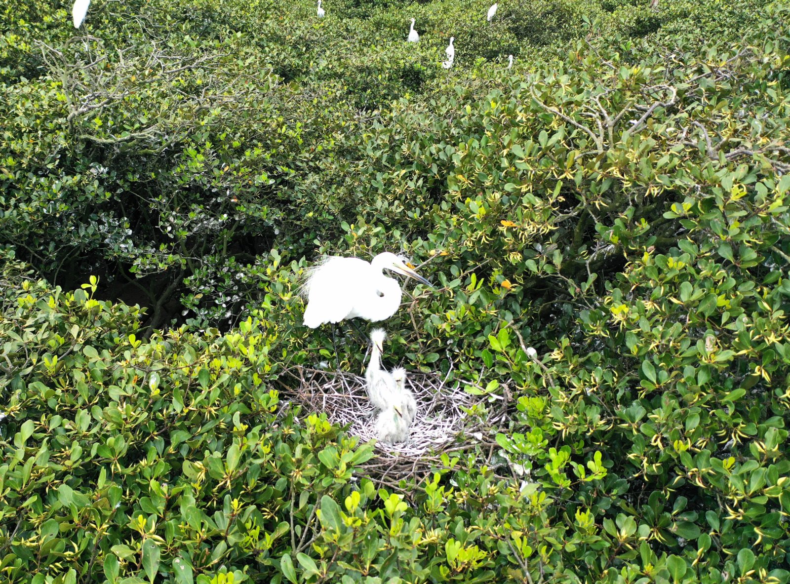 白鷺在紅樹林裏休憩(6月29日攝，無人機照片)。（新華社）