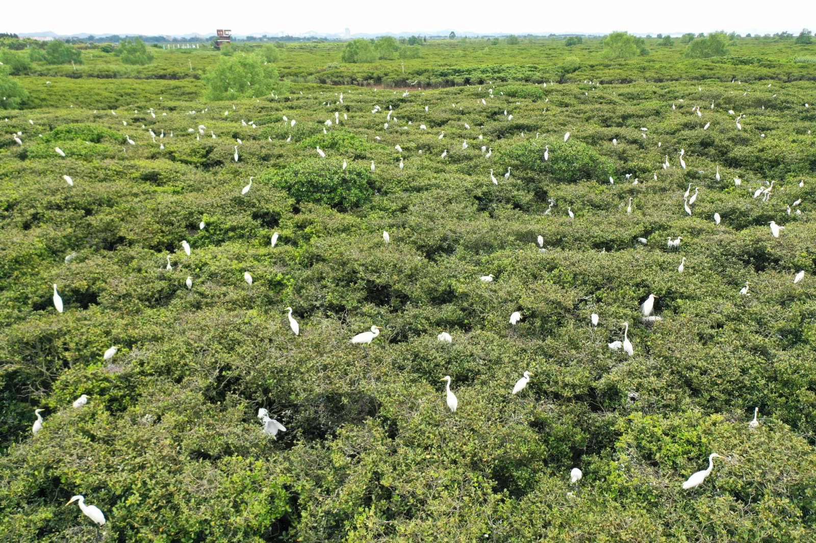 白鷺在紅樹林裏休憩(6月29日攝，無人機照片)。（新華社）