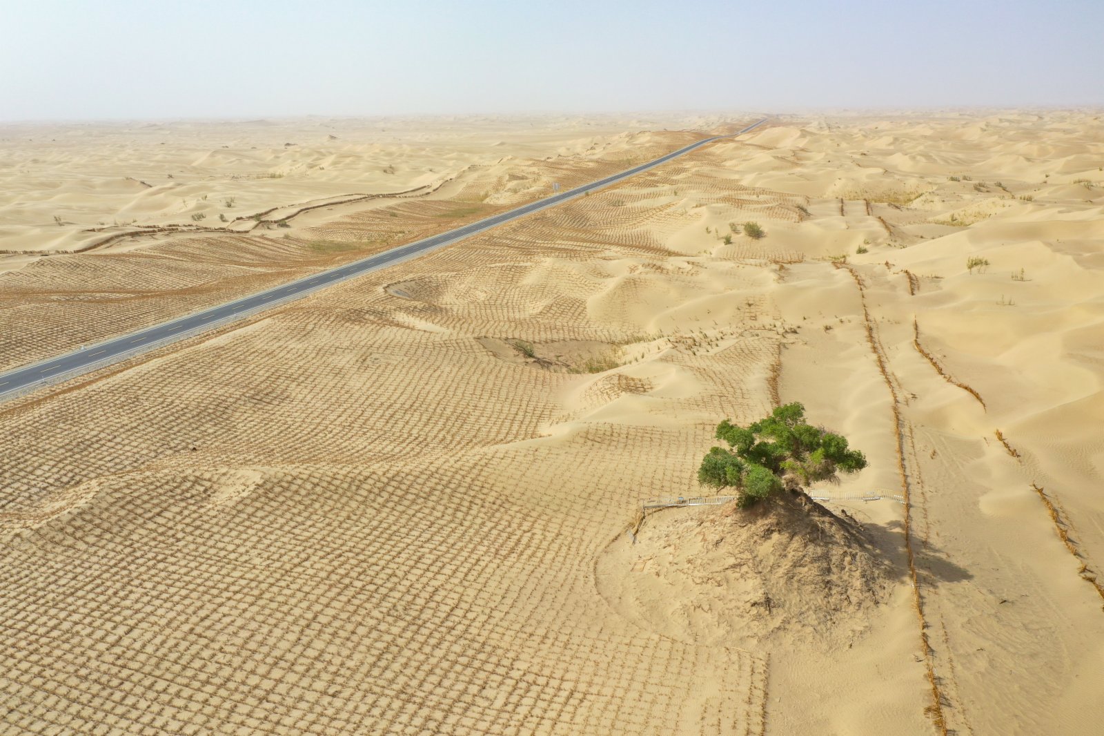 6月26日拍攝的尉犁至且末沙漠公路和建設者沿途保護的胡楊