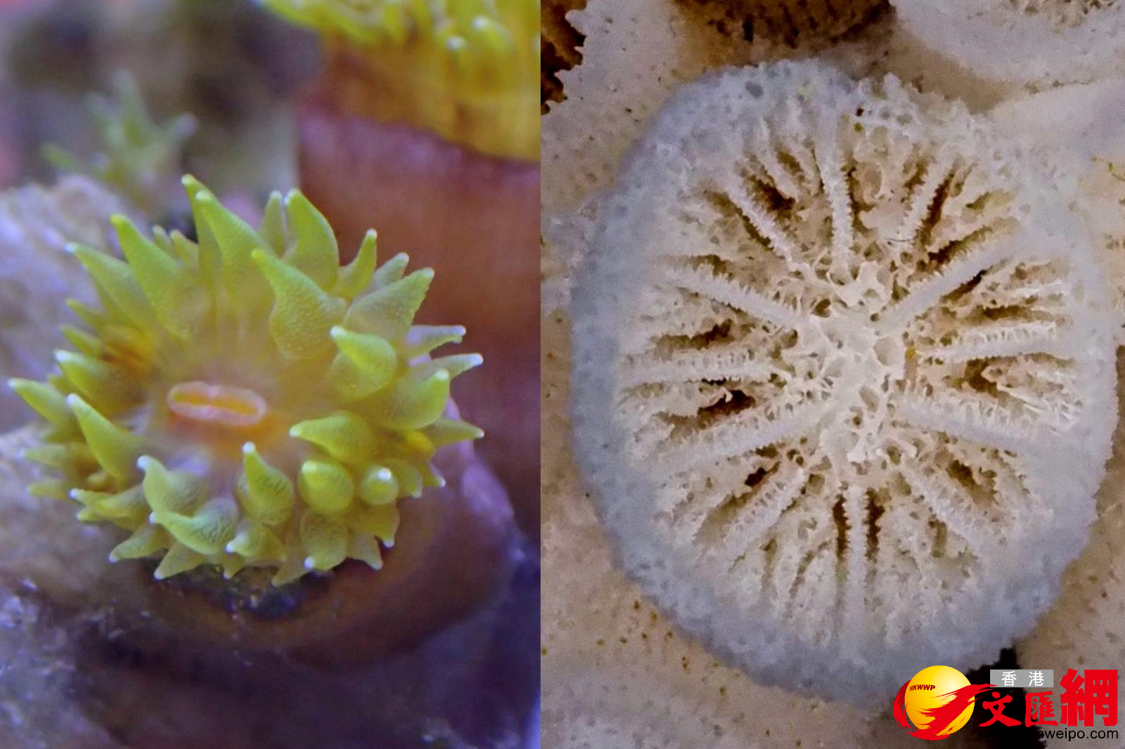 圖為紫肉筒星珊瑚。