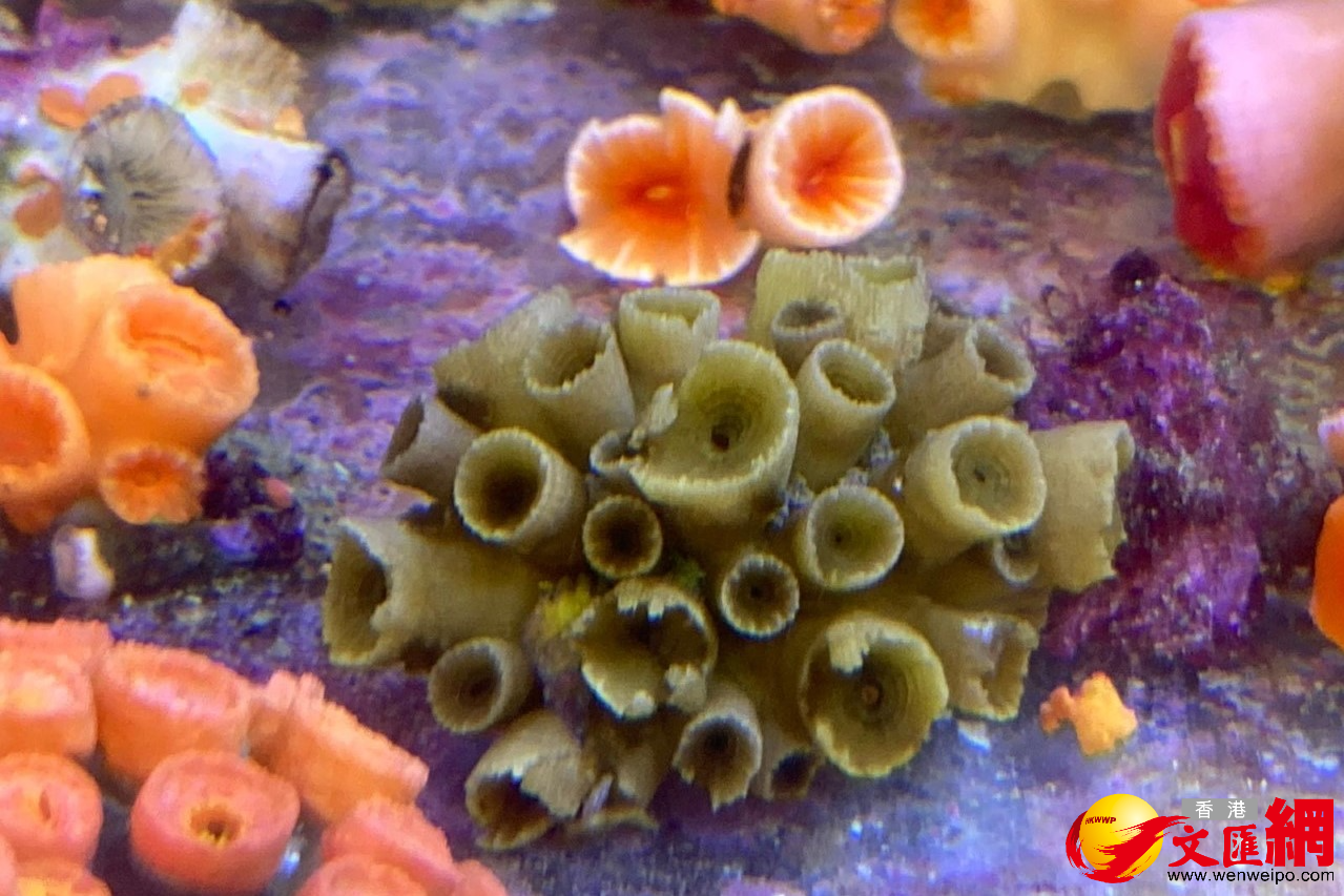 圖為綠壁筒星珊瑚。該物種擁有橄欖綠色的精細骨骼壁，圍繞口部四周長有一圈黃色的觸手，現時已知的棲息地暫時只有香港水域。
