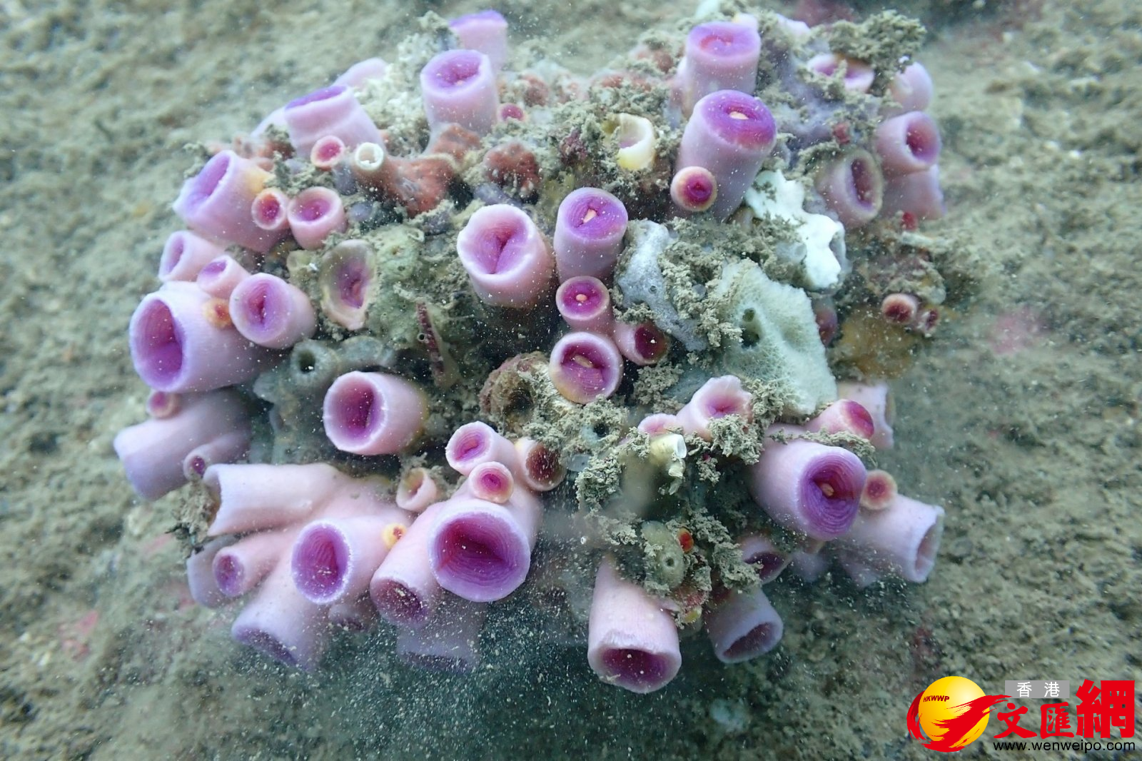 圖為紫肉筒星珊瑚。

