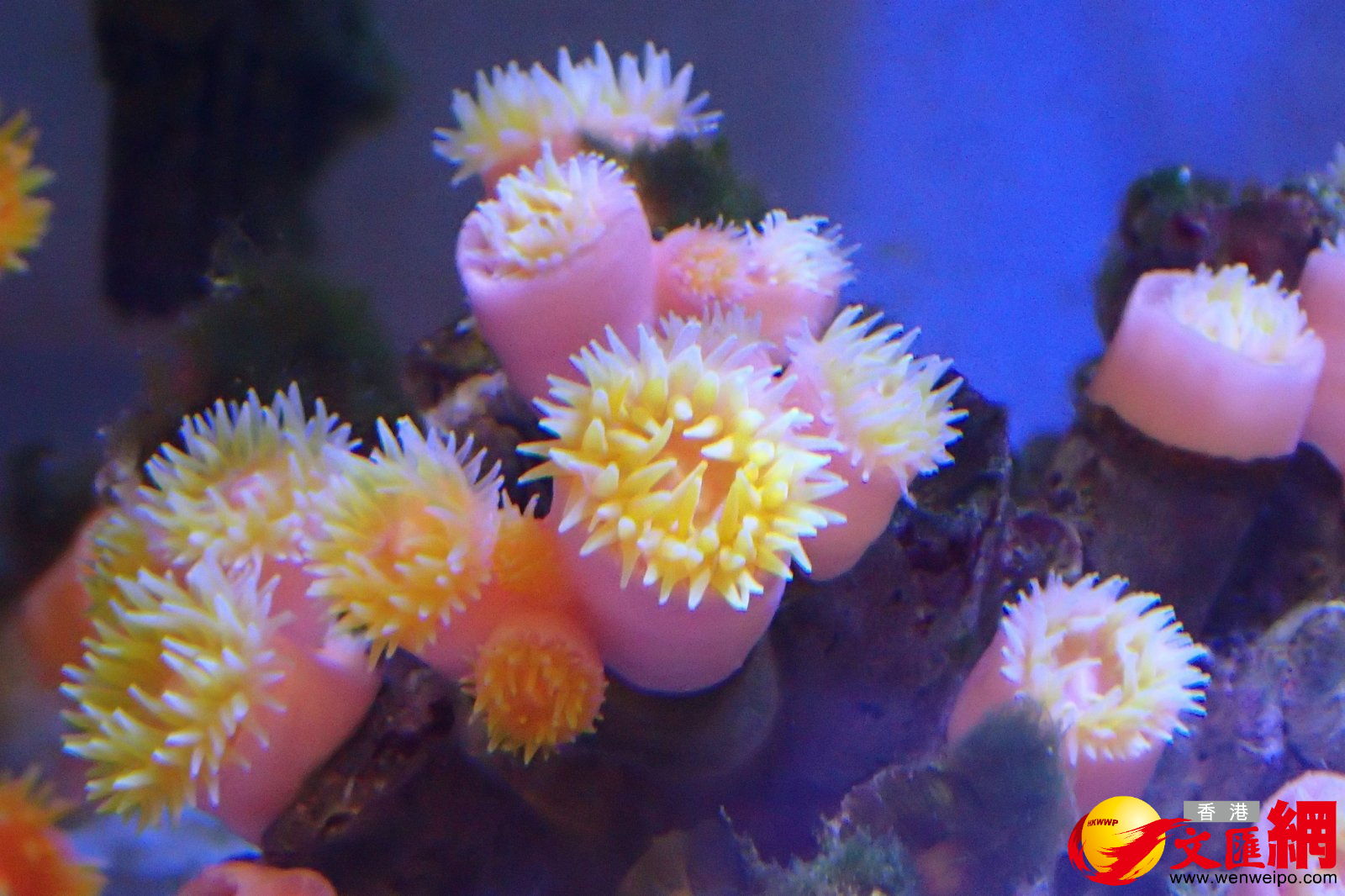 圖為紫肉筒星珊瑚，其珊瑚體被一層薄薄的淡紫色組織覆蓋，其珊瑚蟲的體壁組織和骨骼都呈紫色，擁有黃色的觸手。