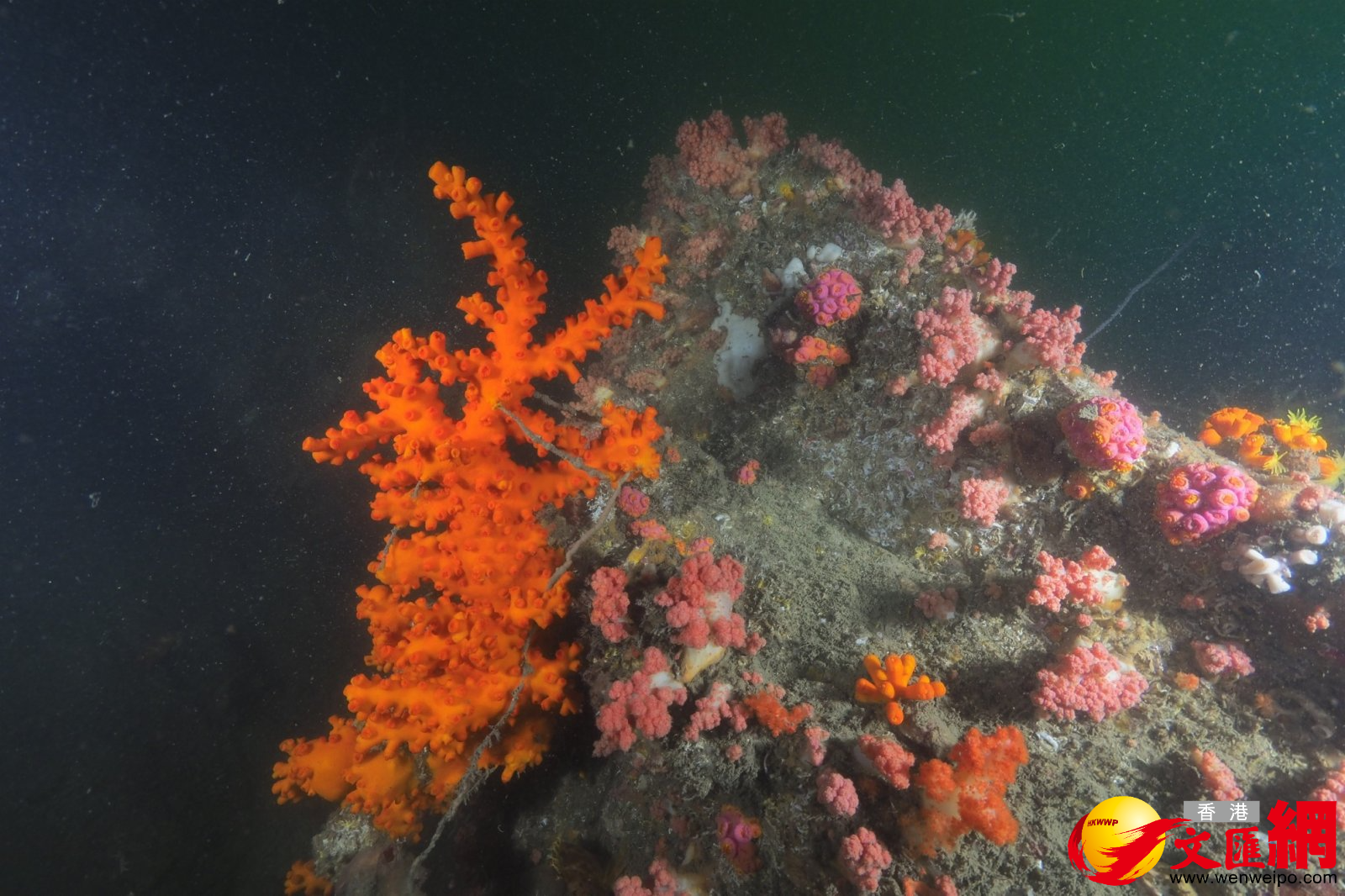 圖為樹型筒星珊瑚。該物種呈典型的鮮橙色，擁有樹狀結構，珊瑚群體的主幹由底部延伸至尖端。