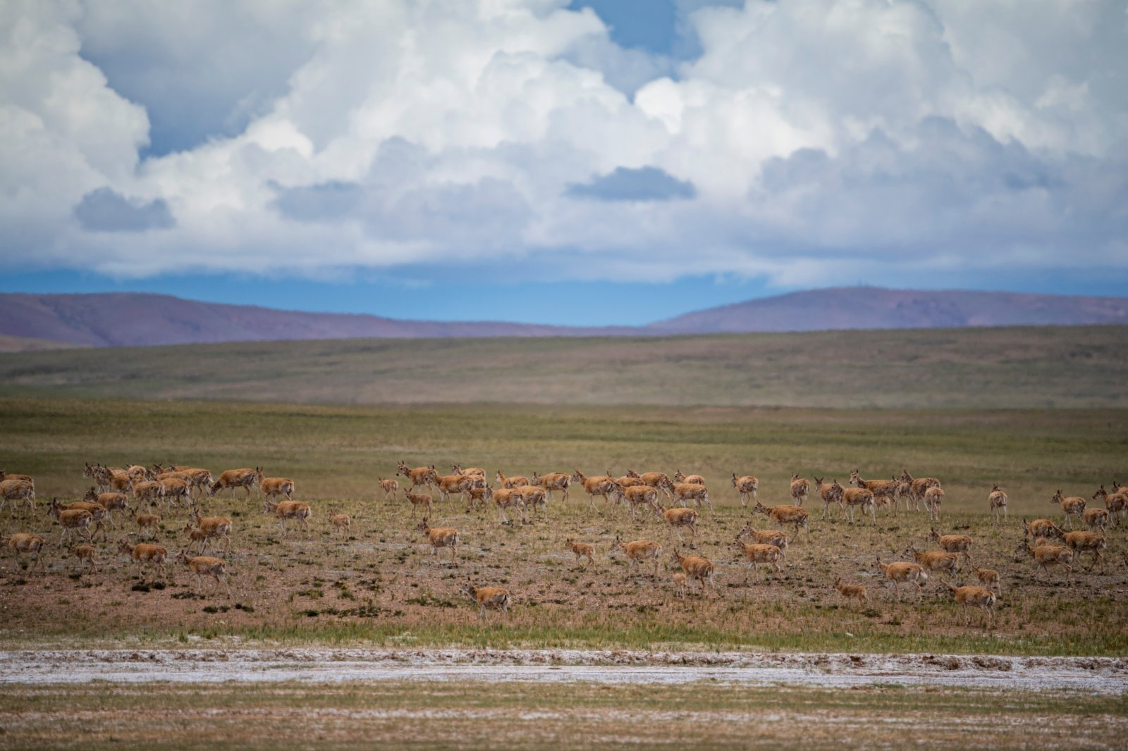 在羌塘國家級自然保護區內的藏羚羊。（新華社）