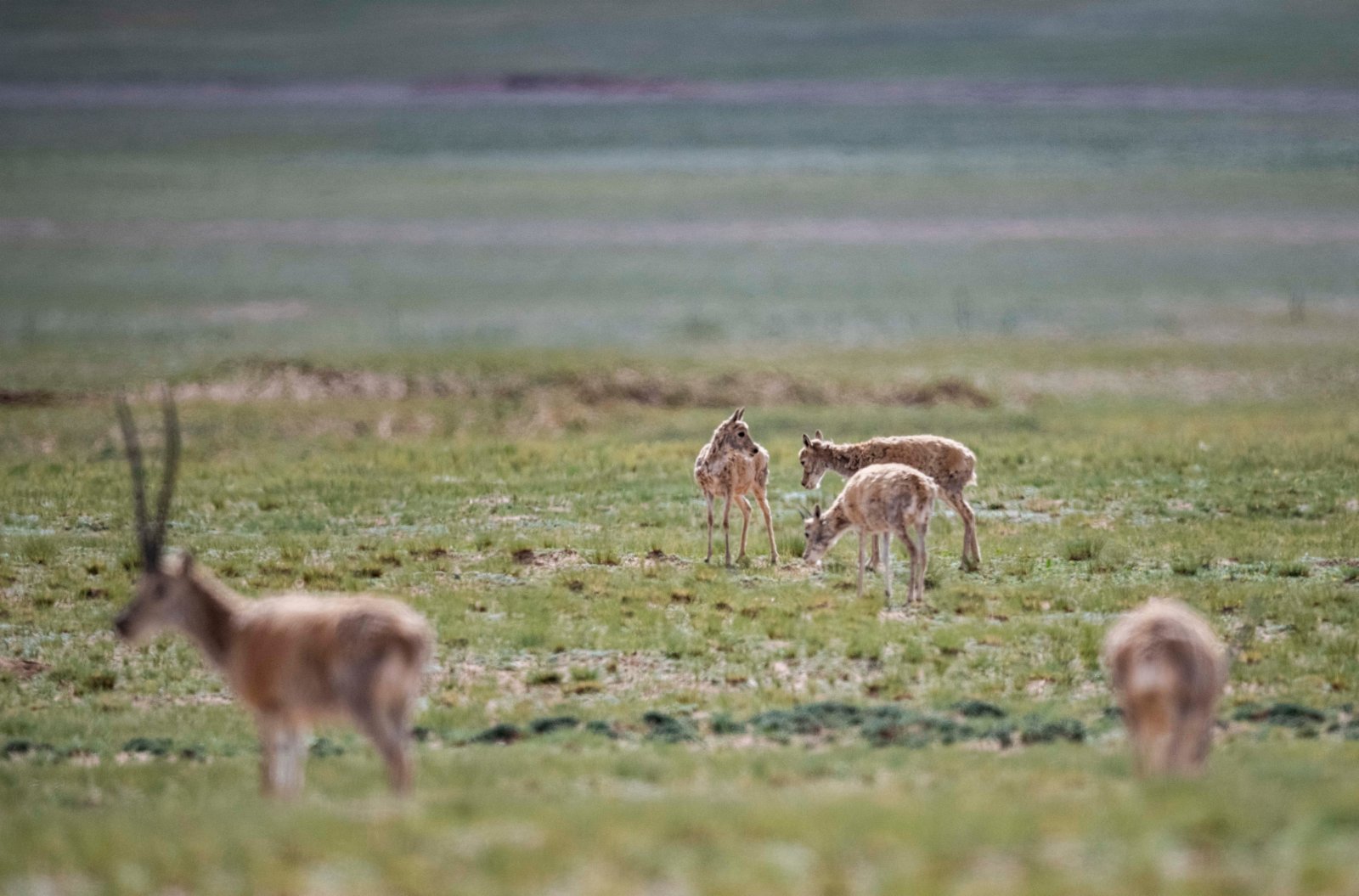 在公藏羚羊的警戒保護下，母藏羚羊悠閒地吃草。（新華社）