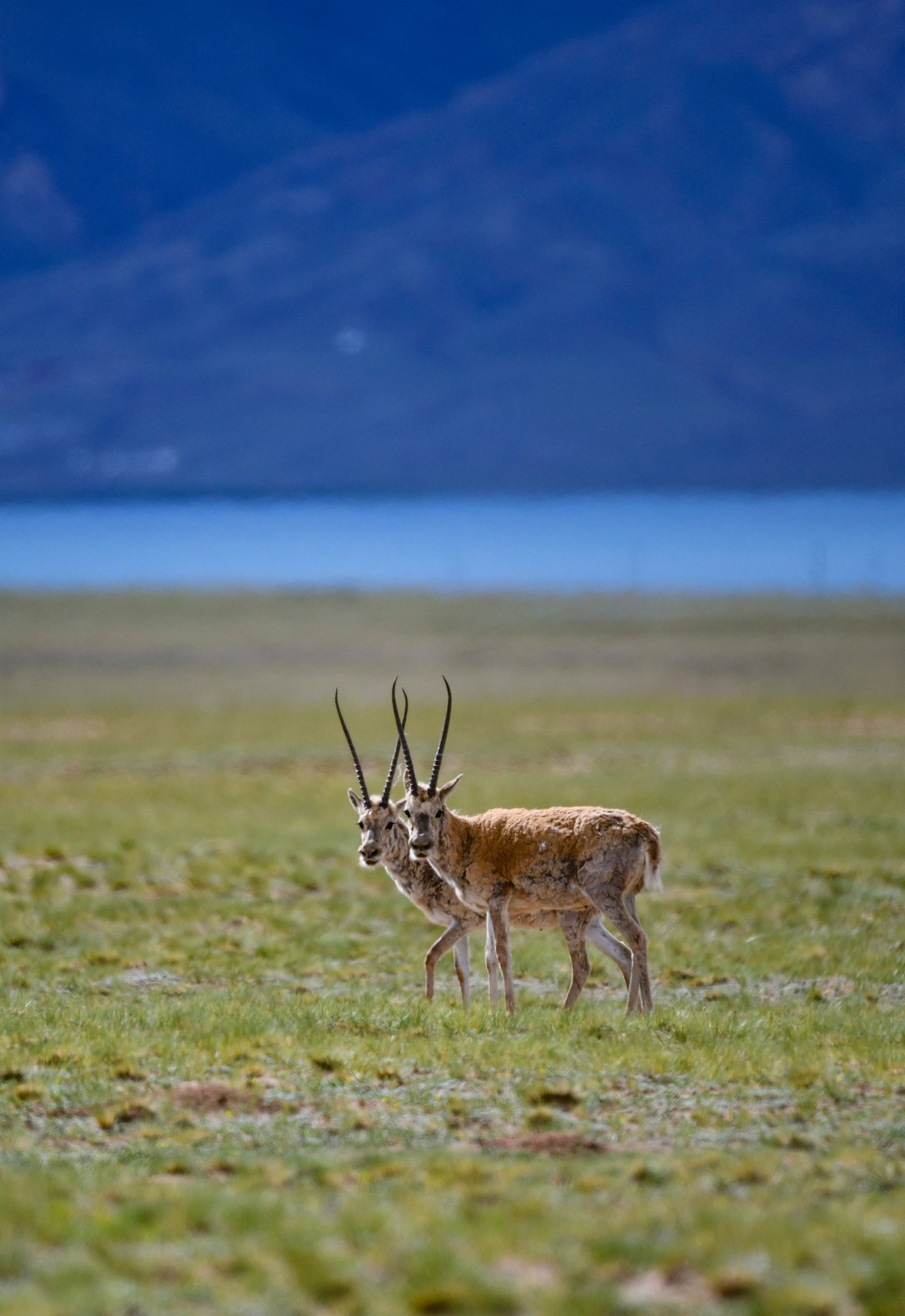在外圍警戒的公藏羚羊。（新華社）