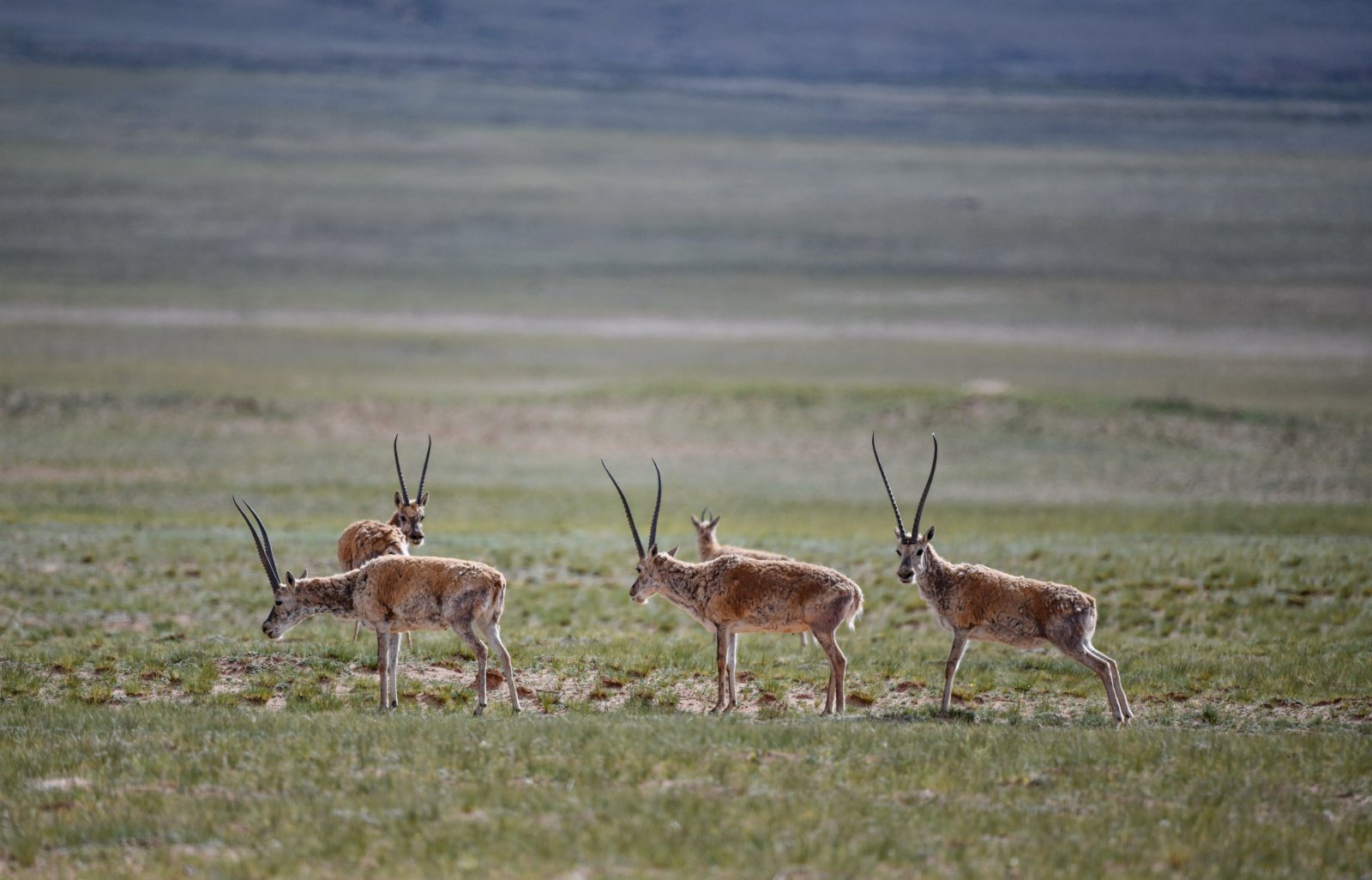 在外圍警戒的公藏羚羊。（新華社）