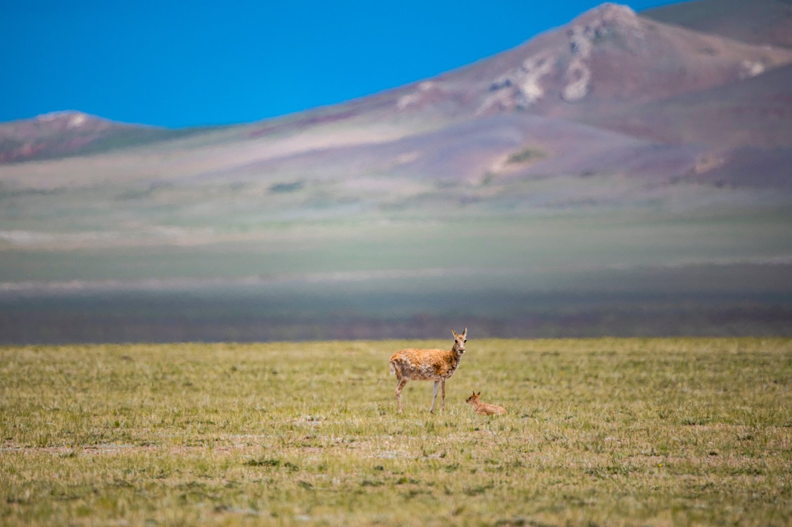 在羌塘國家級自然保護區，一隻母藏羚羊在看護其幼崽。（新華社）