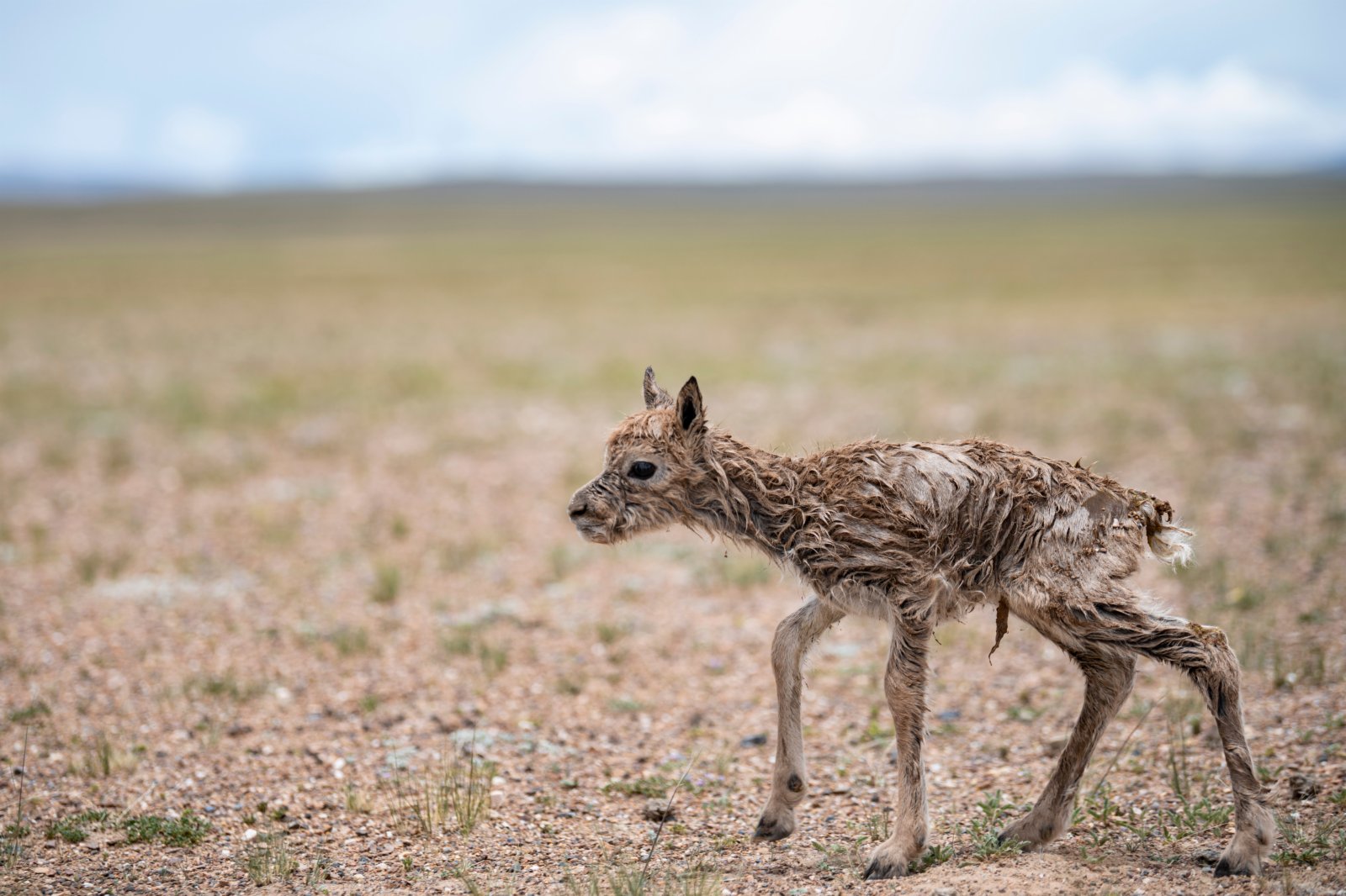 這是一隻剛出生的藏羚羊幼崽。（新華社）