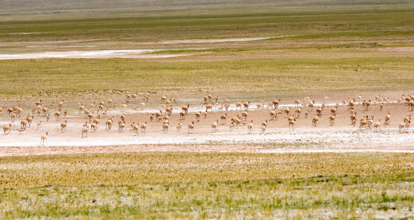 在羌塘國家級自然保護區內的藏羚羊。（新華社）