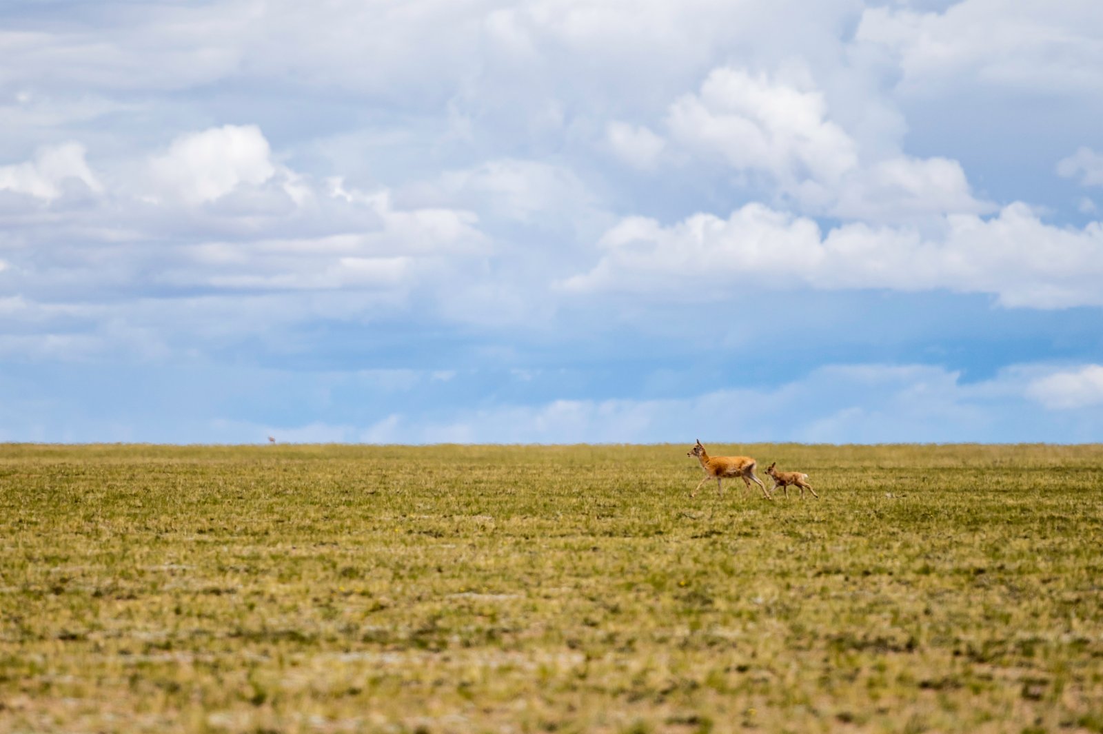 在羌塘國家級自然保護區，一隻母藏羚羊在看護其幼崽。（新華社）