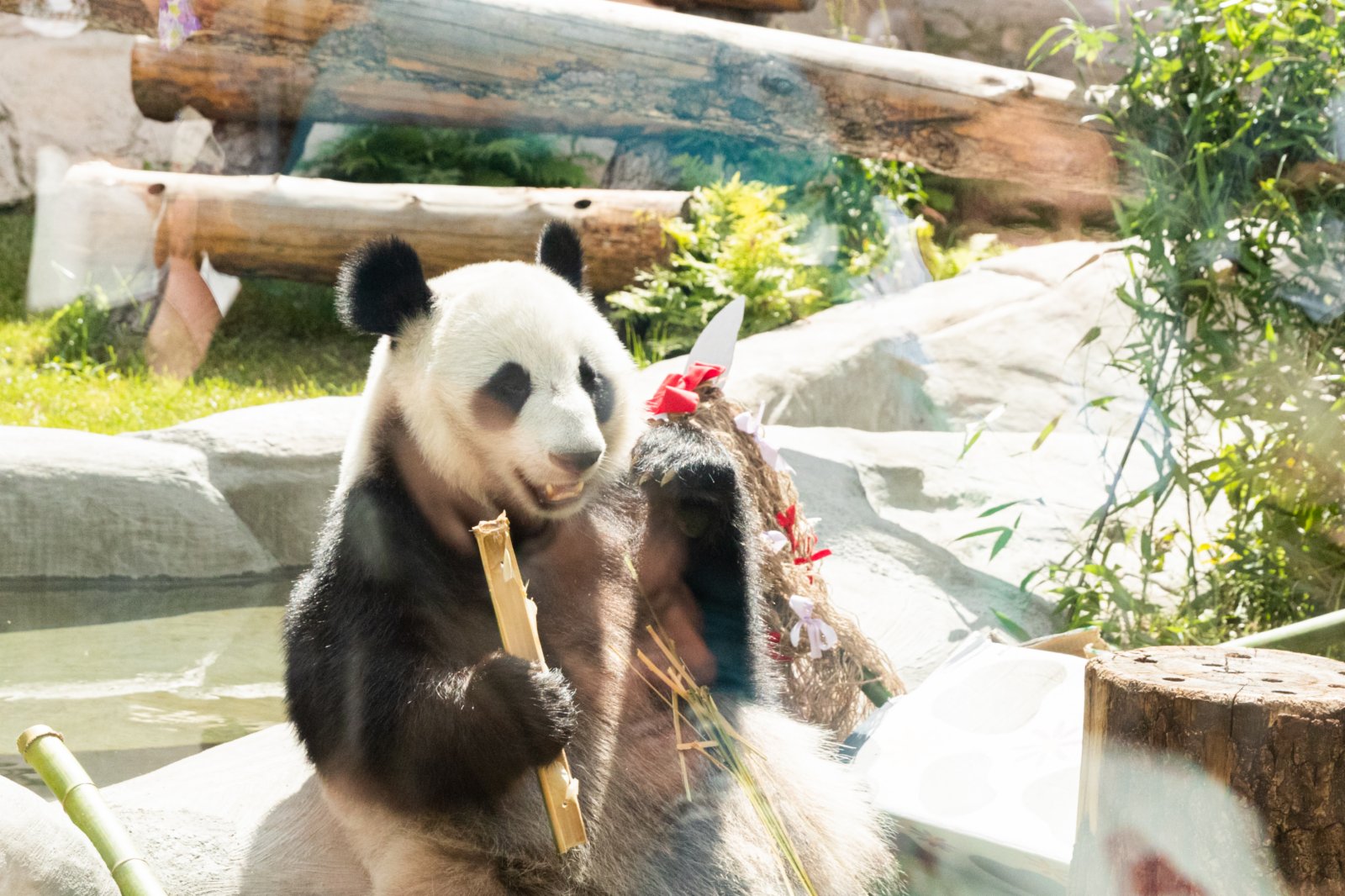 在俄羅斯首都莫斯科，大熊貓「丁丁」吃竹子。