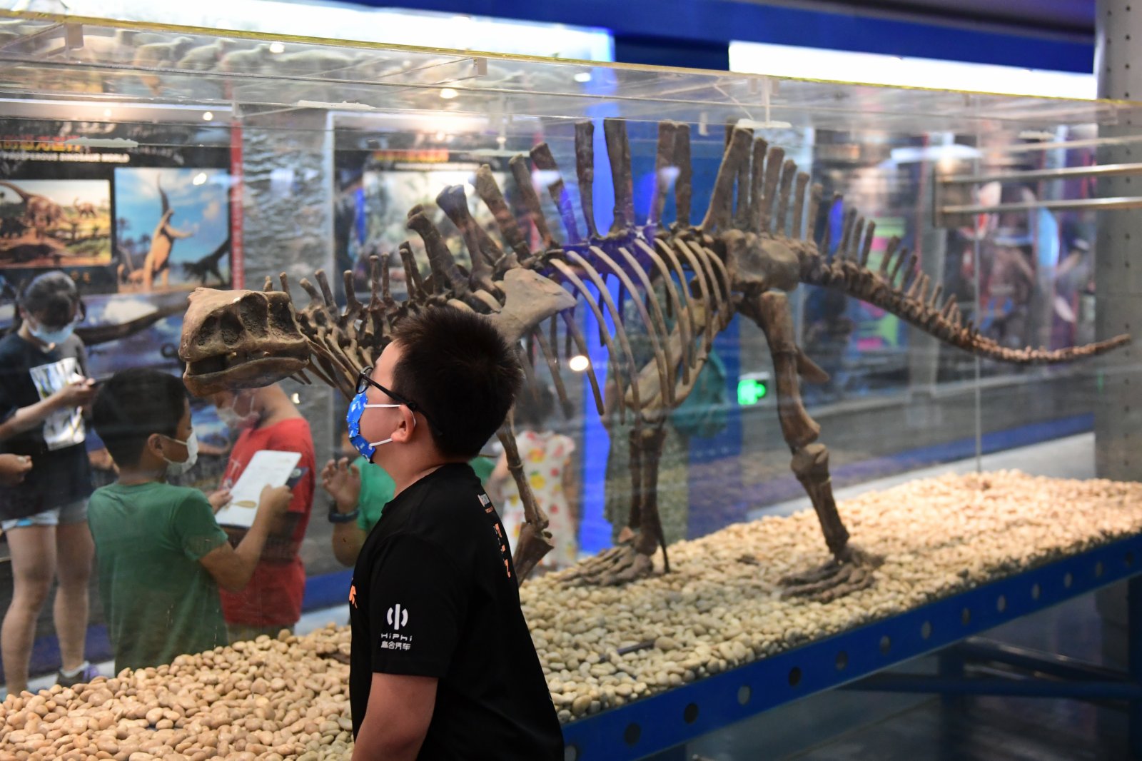 小朋友在北京自然博物館觀看展出的無齒芙蓉龍化石。中新社
