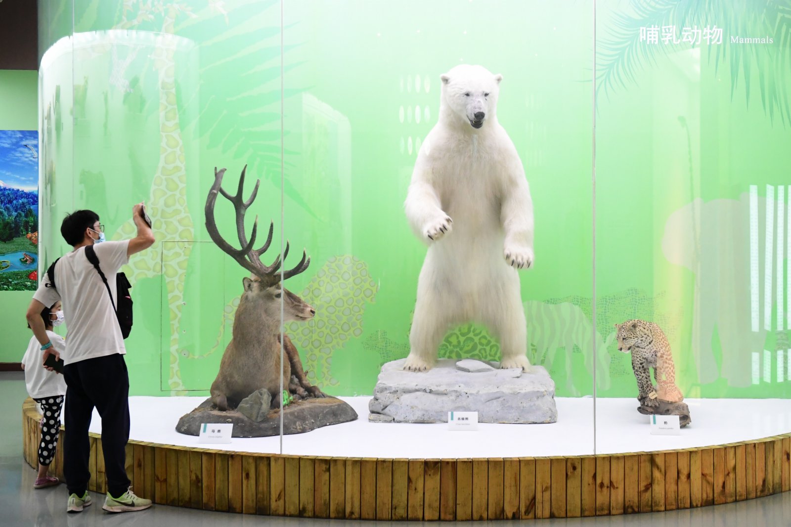 家長帶小朋友在北京自然博物館觀看展出的動物標本。中新社