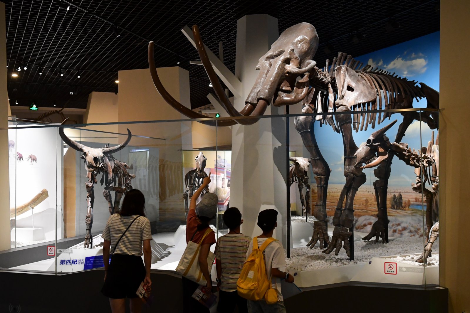 家長帶小朋友在北京自然博物館觀看展出的猛犸象化石。中新社