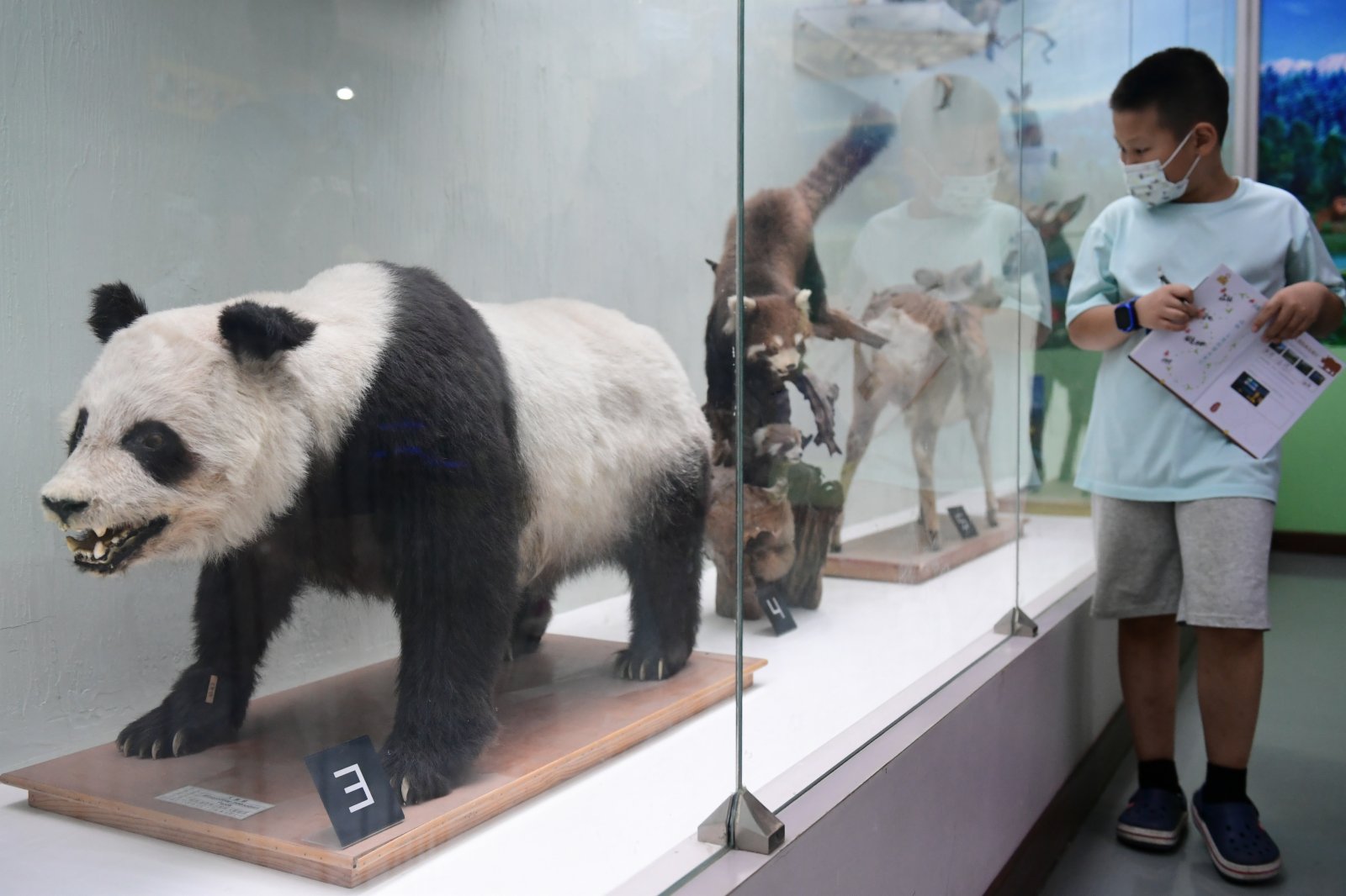小朋友在北京自然博物館觀看動物標本。中新社