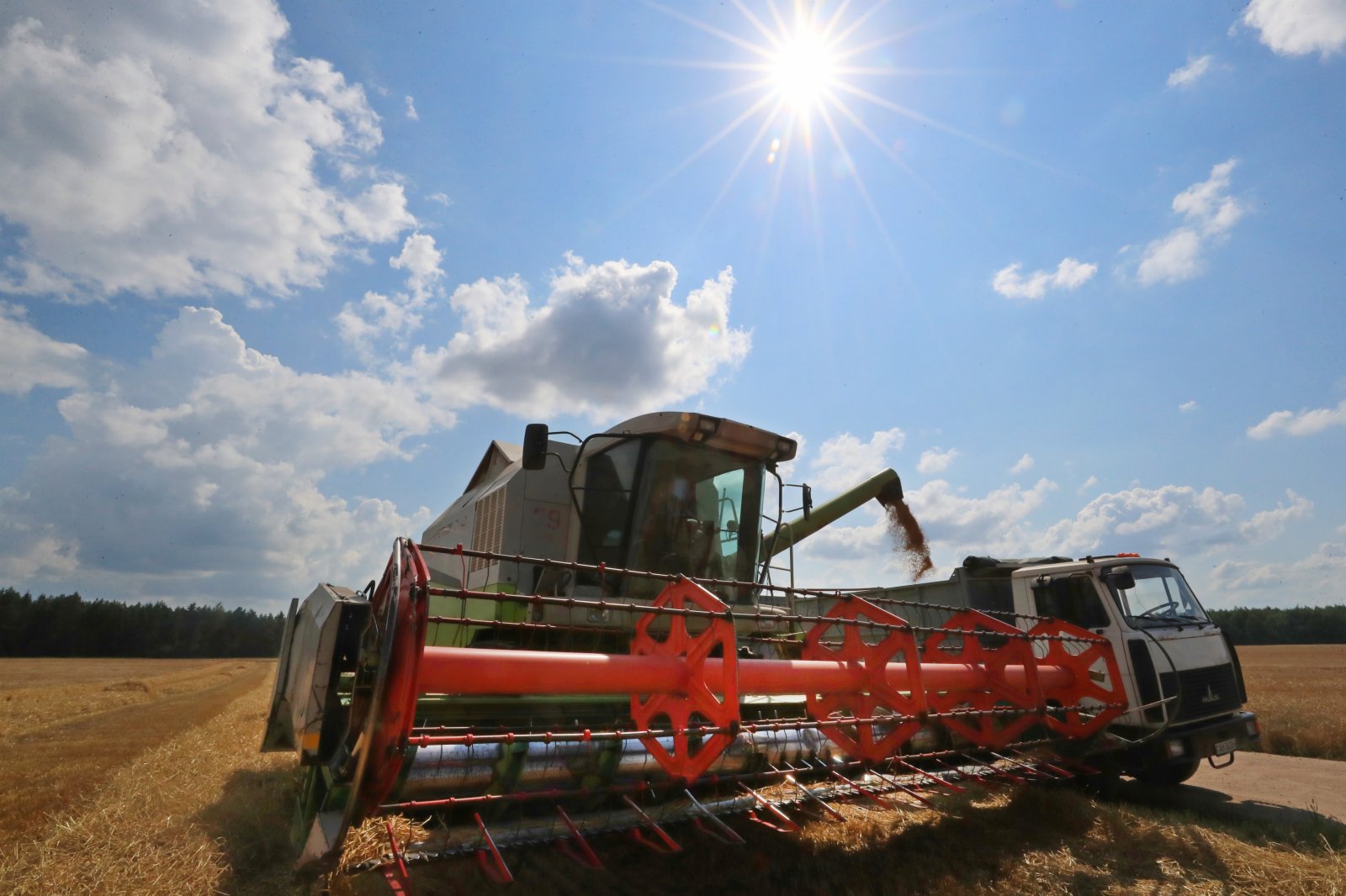 這是8月4日在白俄羅斯明斯克州拍攝的大麥收割場景。（新華社）
