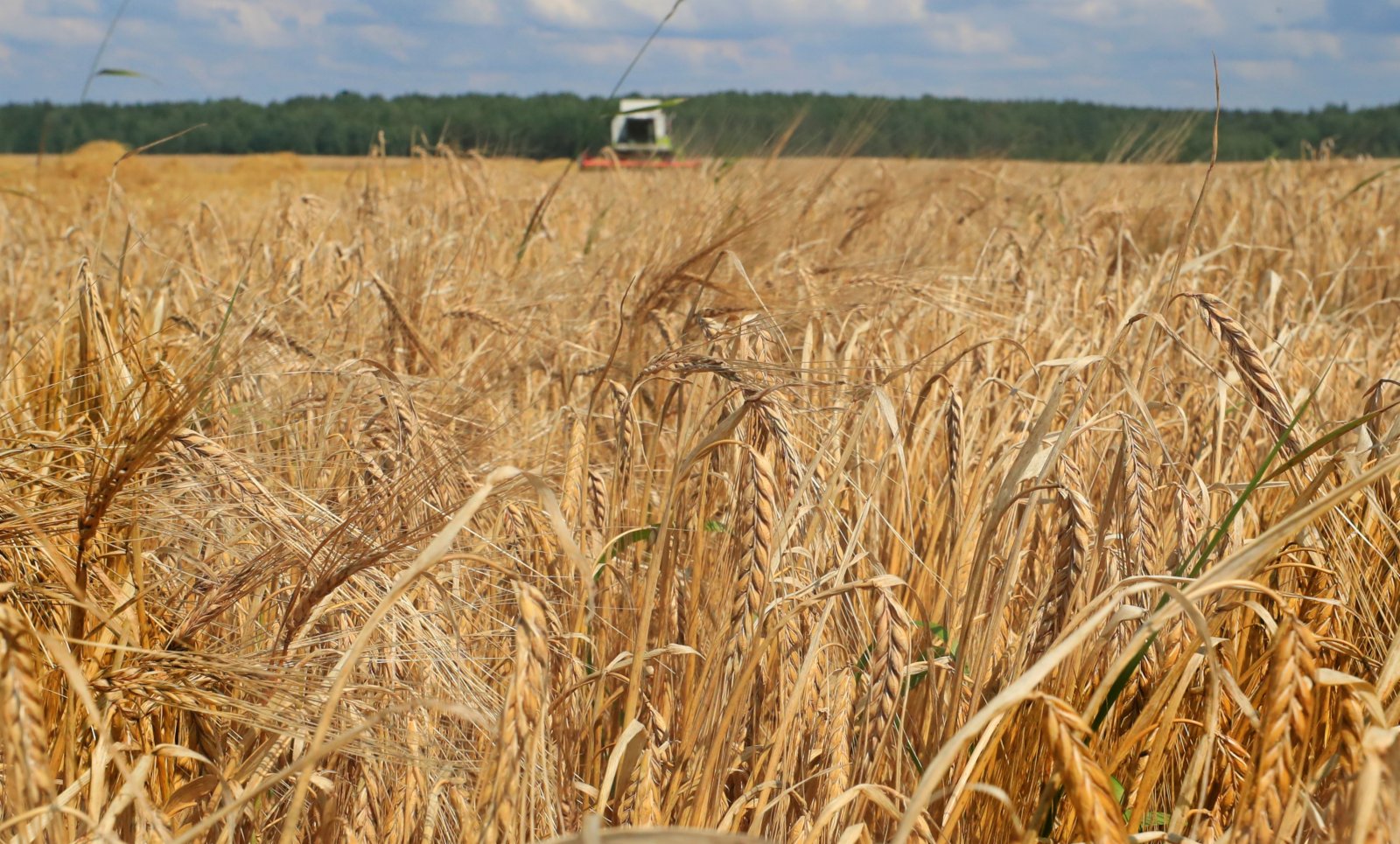 這是8月4日在白俄羅斯明斯克州拍攝的大麥收割場景。（新華社）