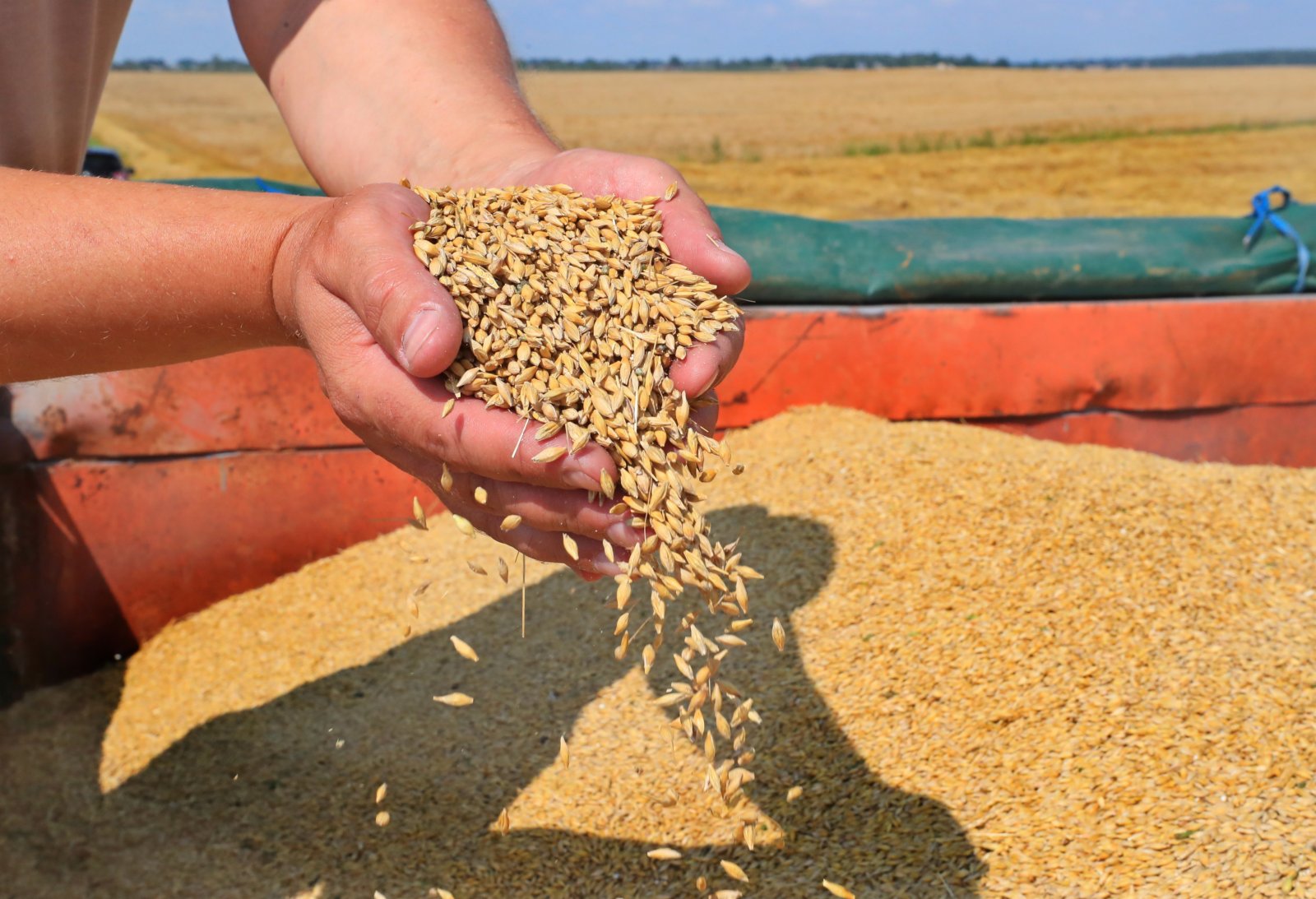 這是8月4日在白俄羅斯明斯克州拍攝的收穫的大麥。（新華社）