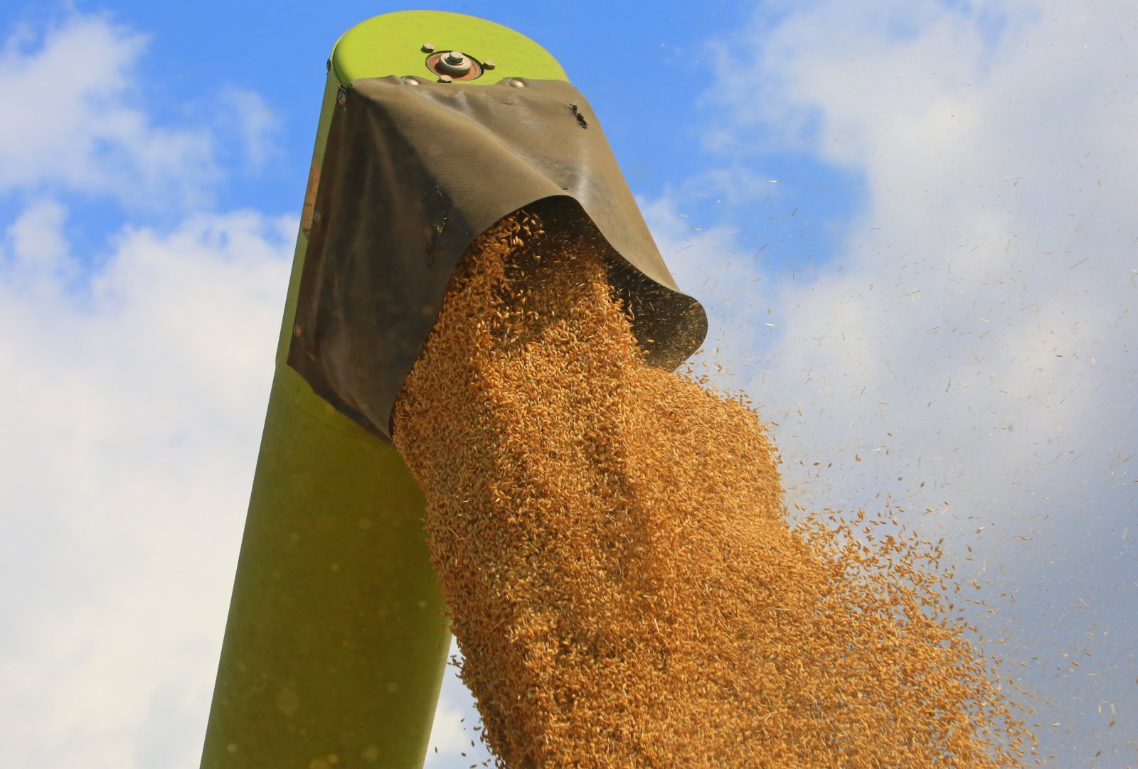 8月4日，在白俄羅斯明斯克州，農機對收穫的大麥脫粒。（新華社）