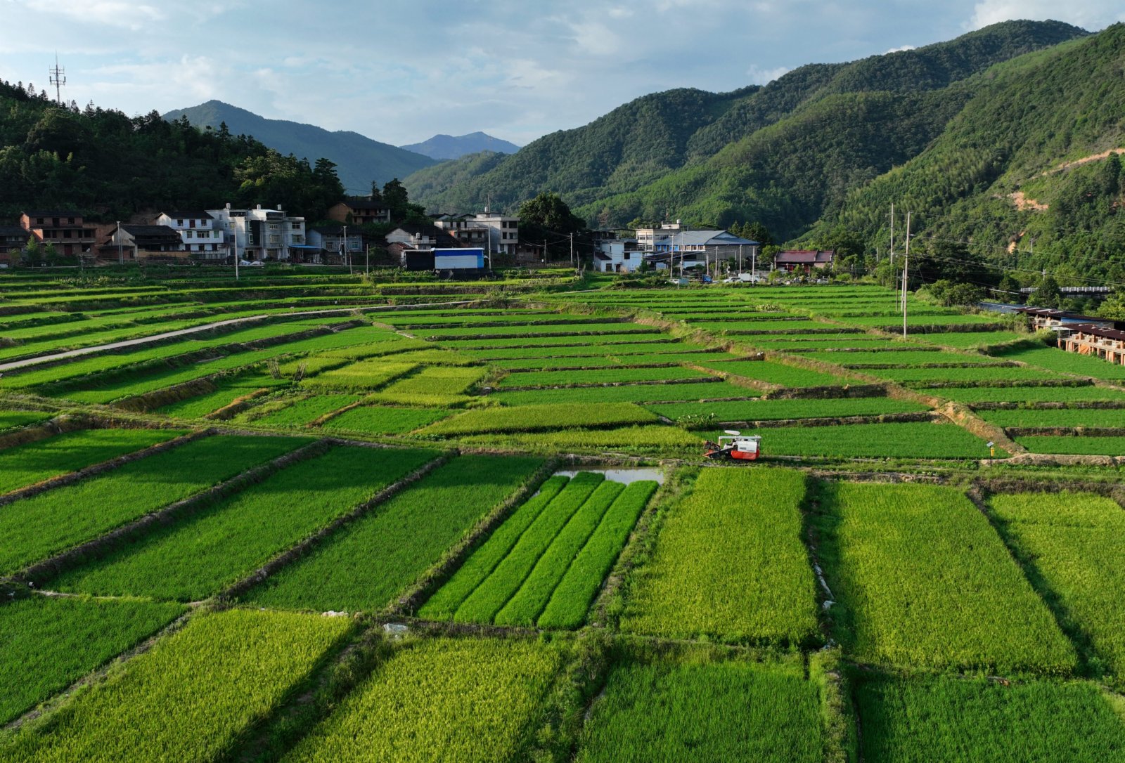 這是福建南平市延平區南山鎮的稻田（無人機照片）。（新華社）